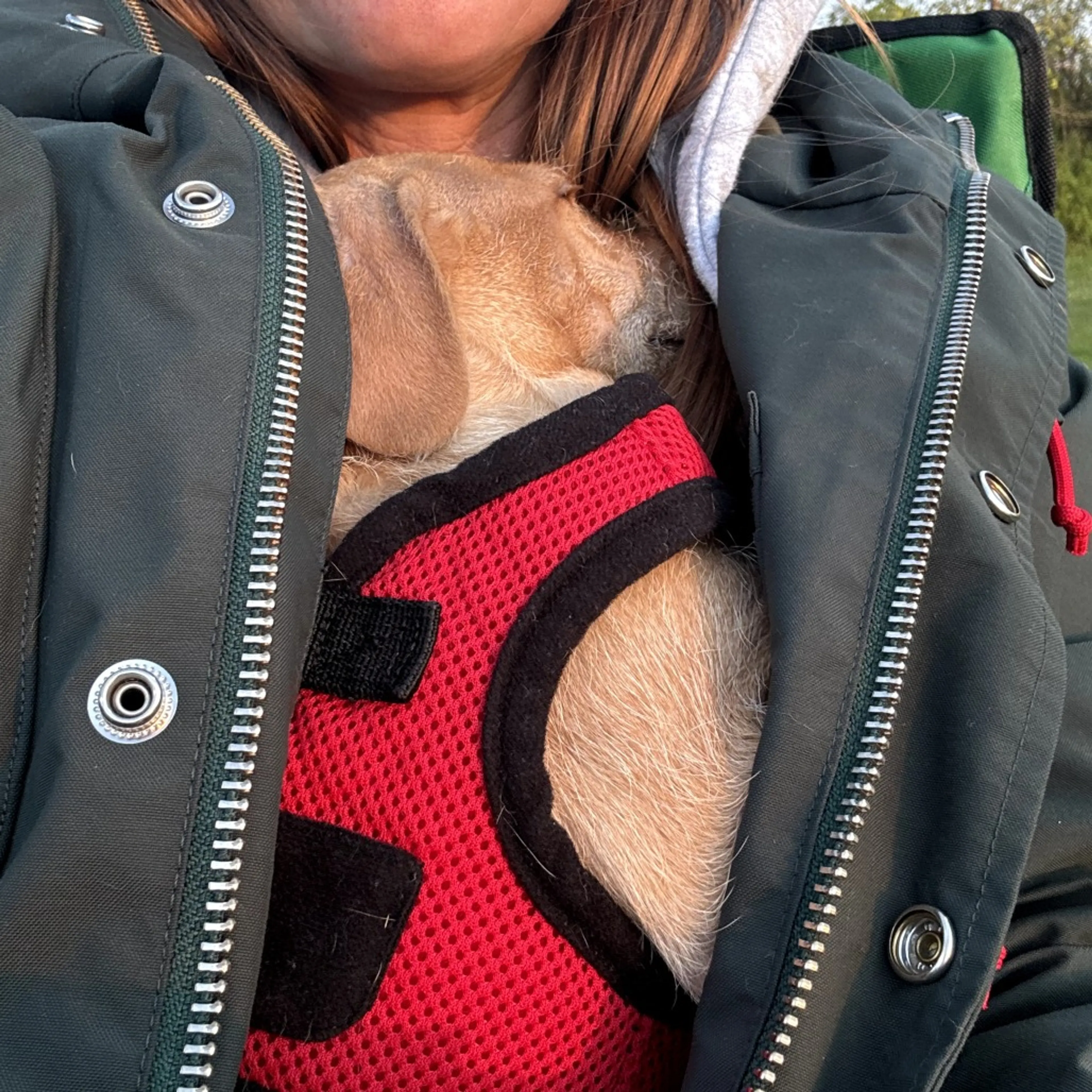 Found pet-3