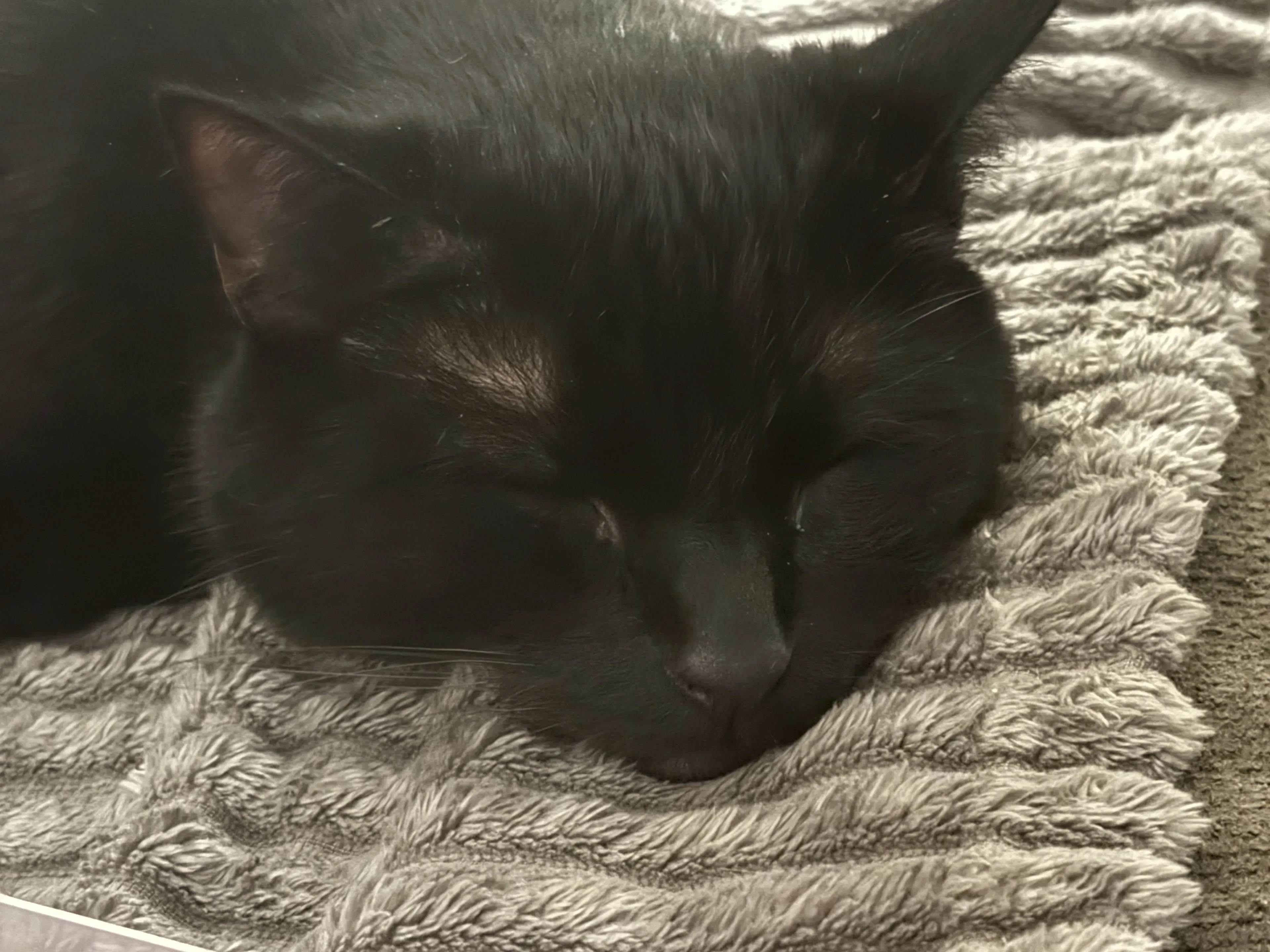 Lost pet-1