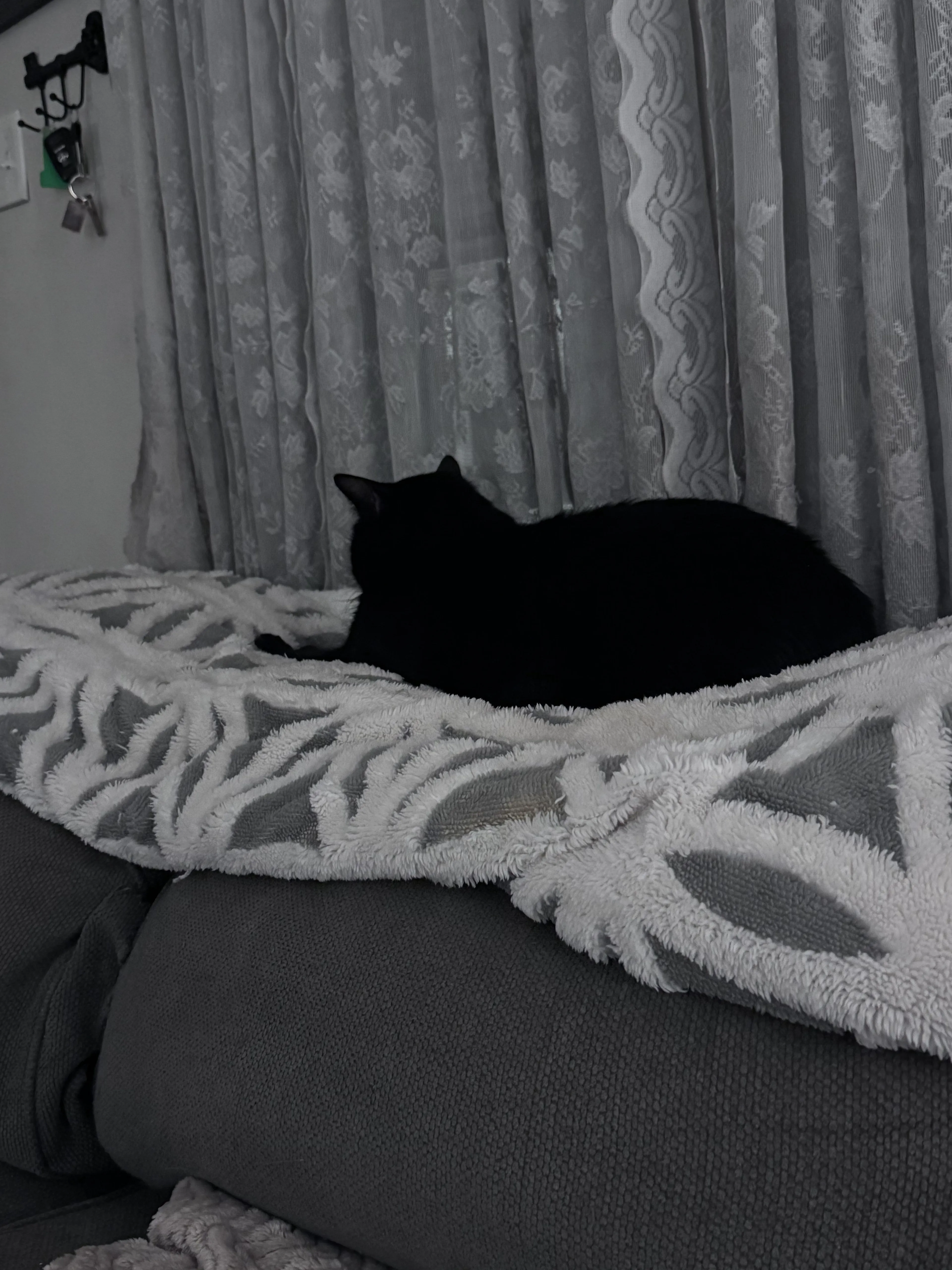 Lost pet-0