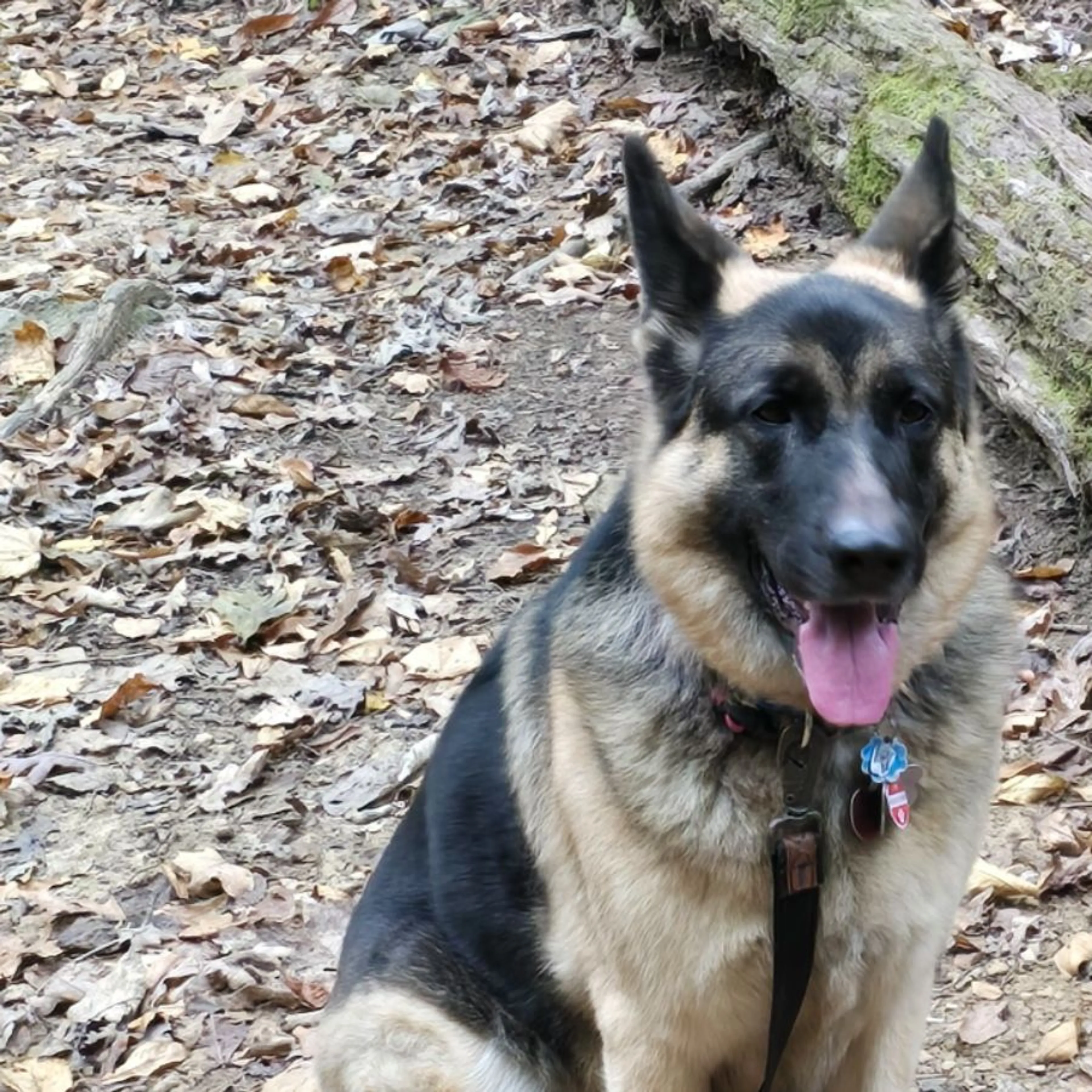 Lost pet