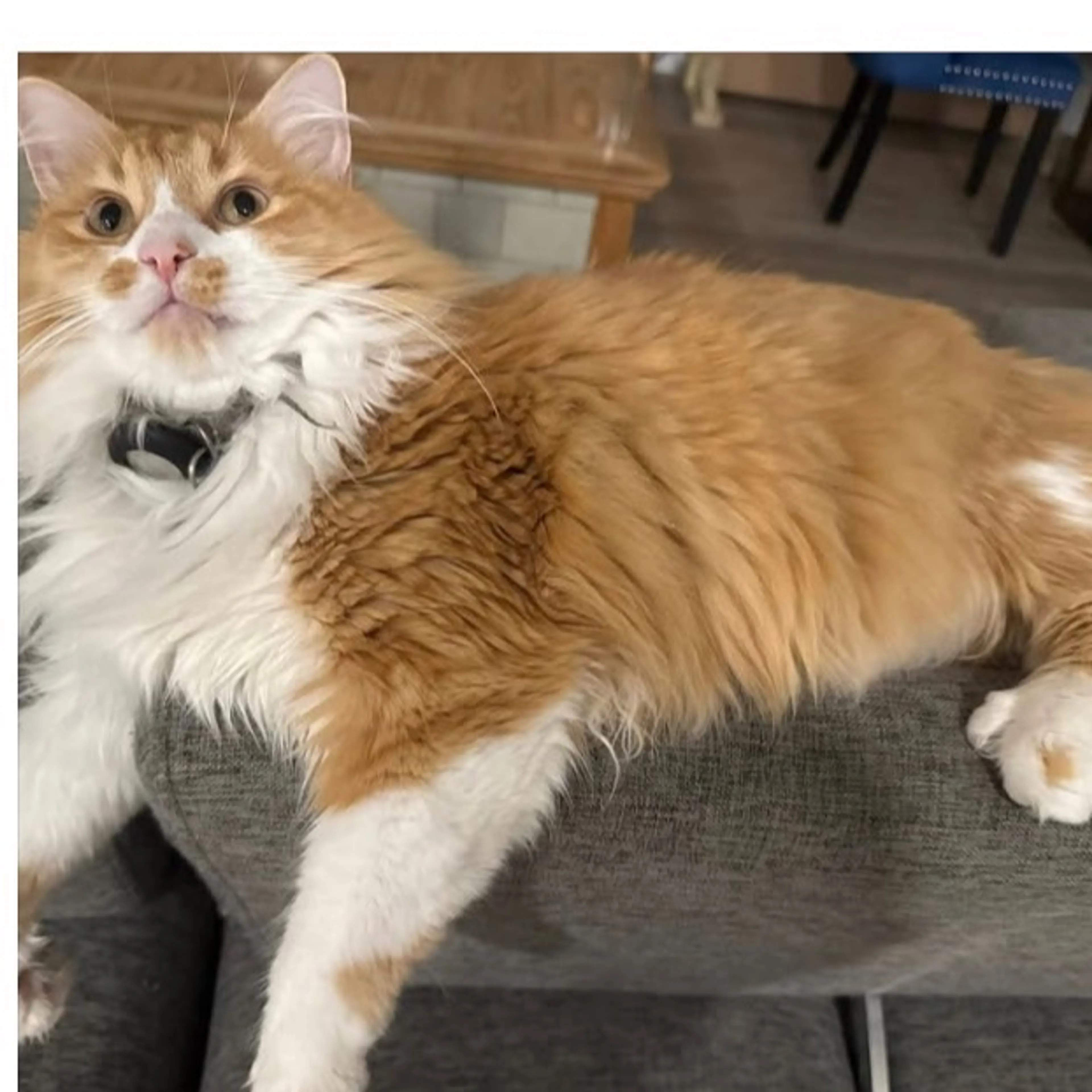 Lost pet