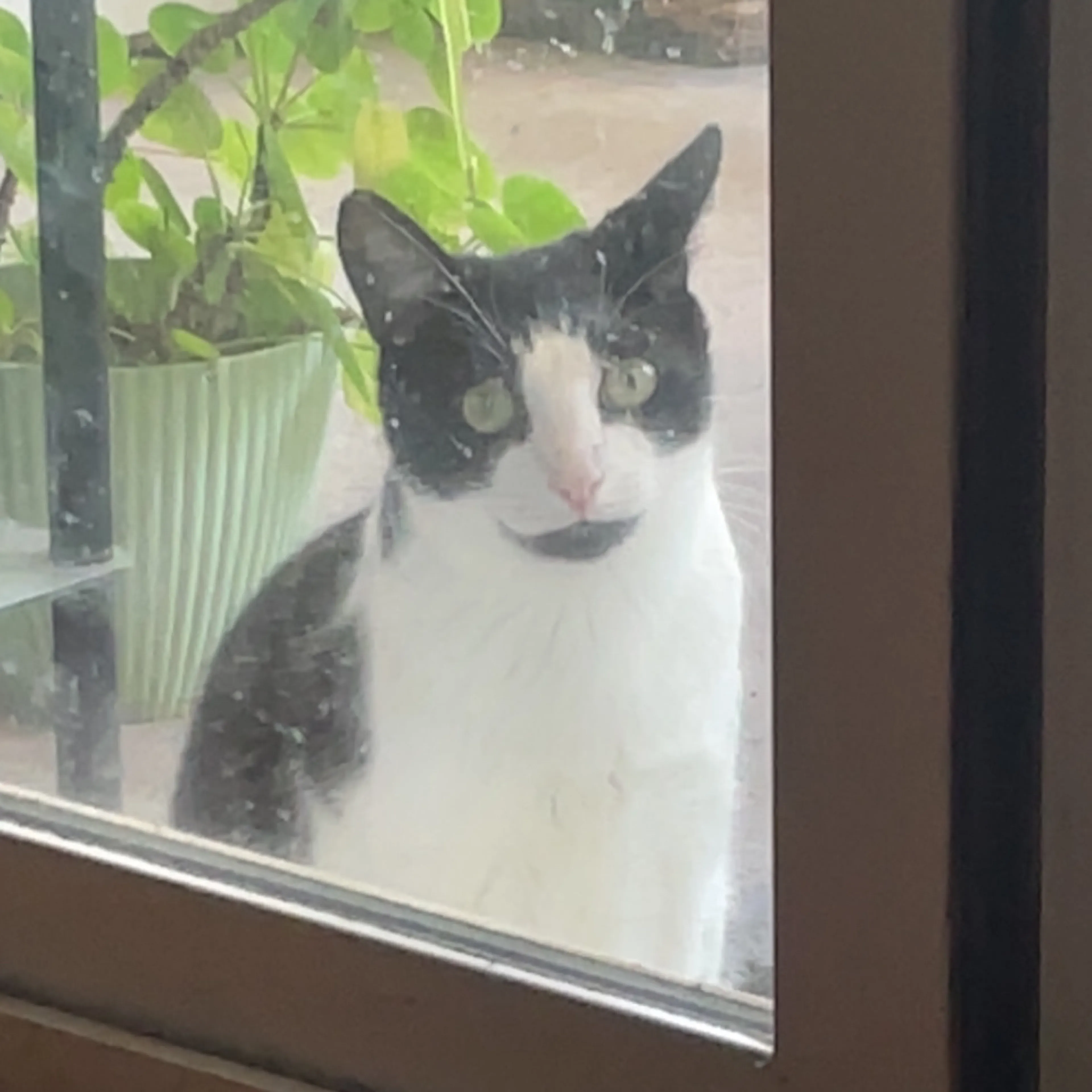 Lost pet-1