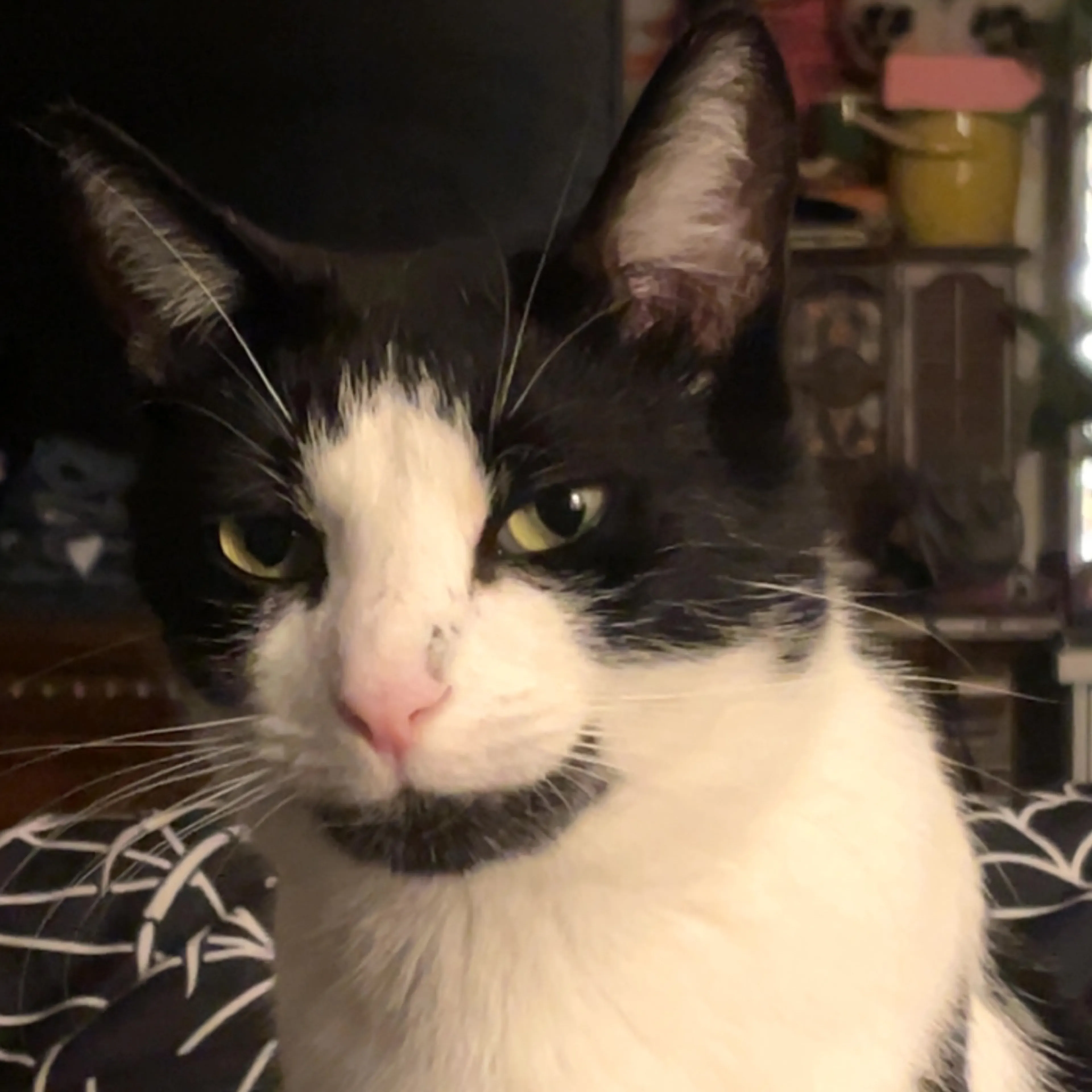 Lost pet-2