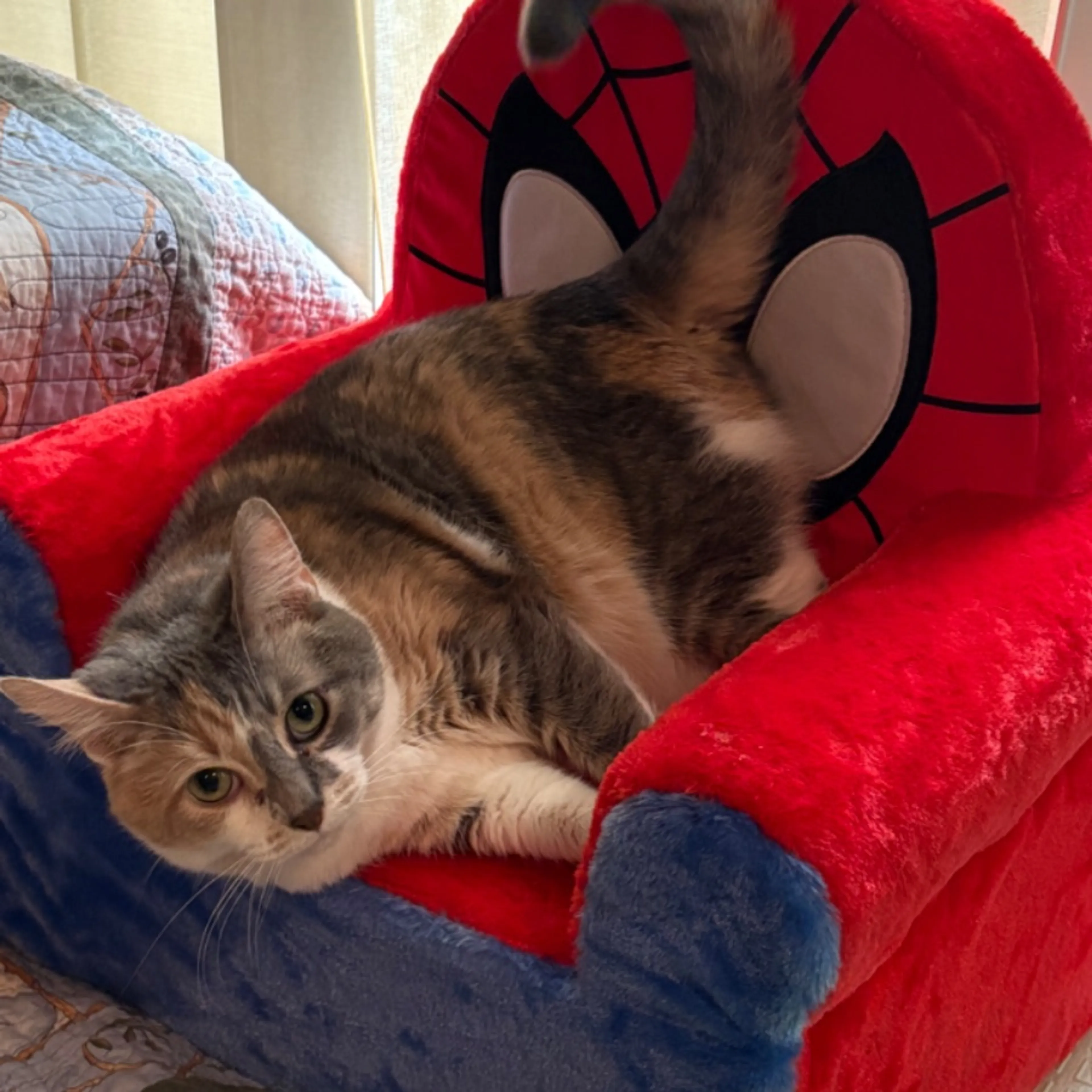 Lost pet