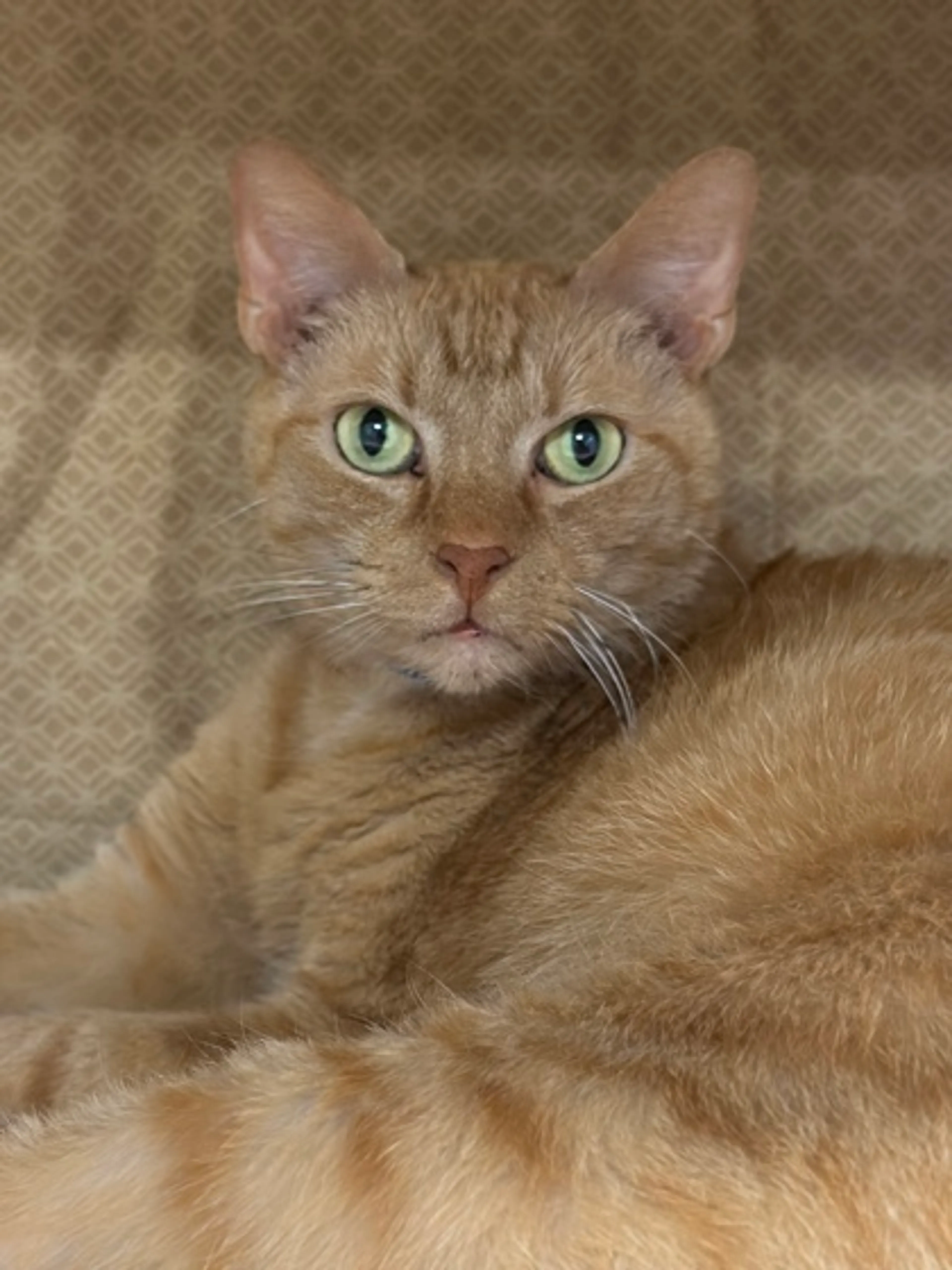 Found pet-2