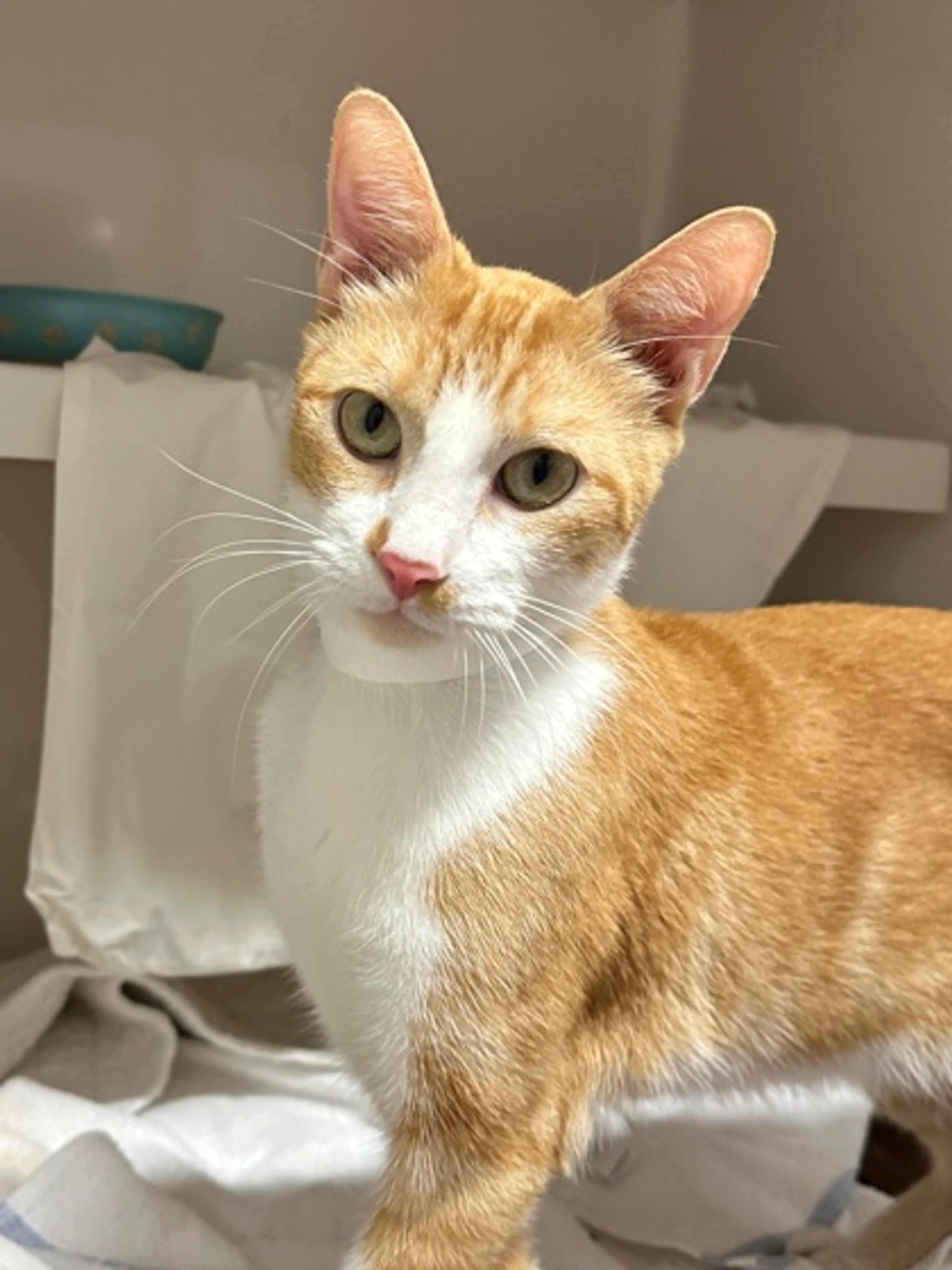 Found pet-2