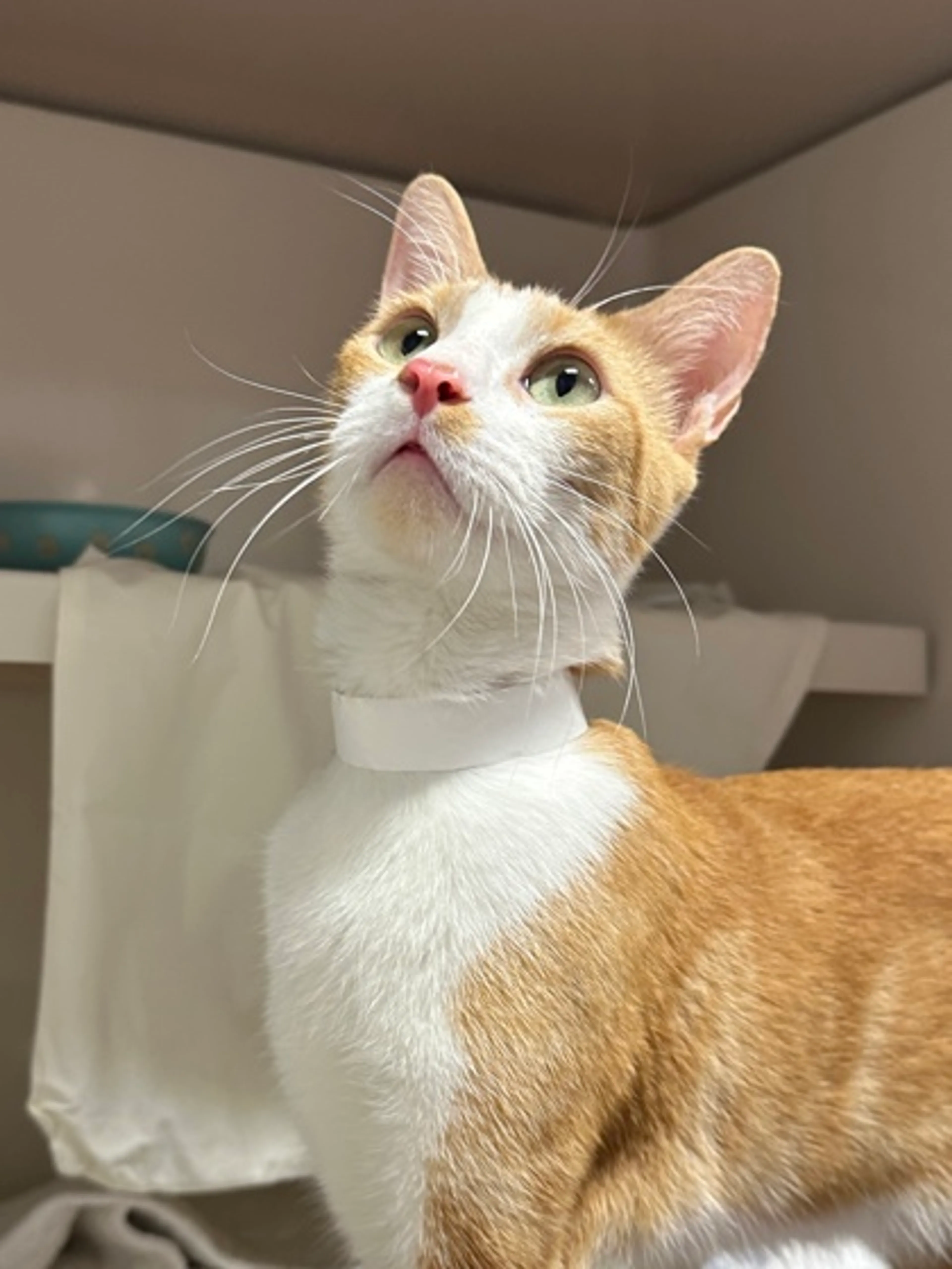 Found pet-1