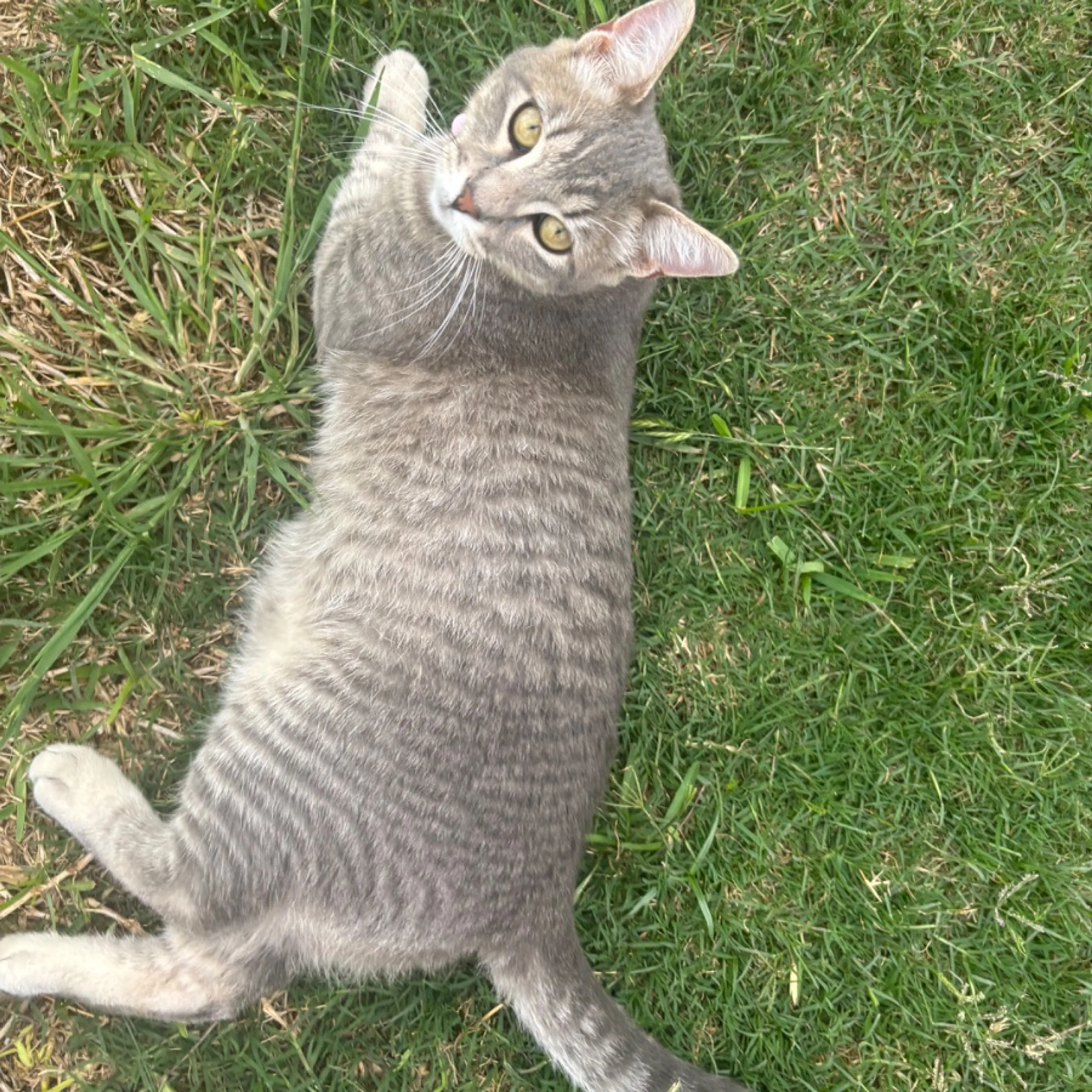 Lost pet-0