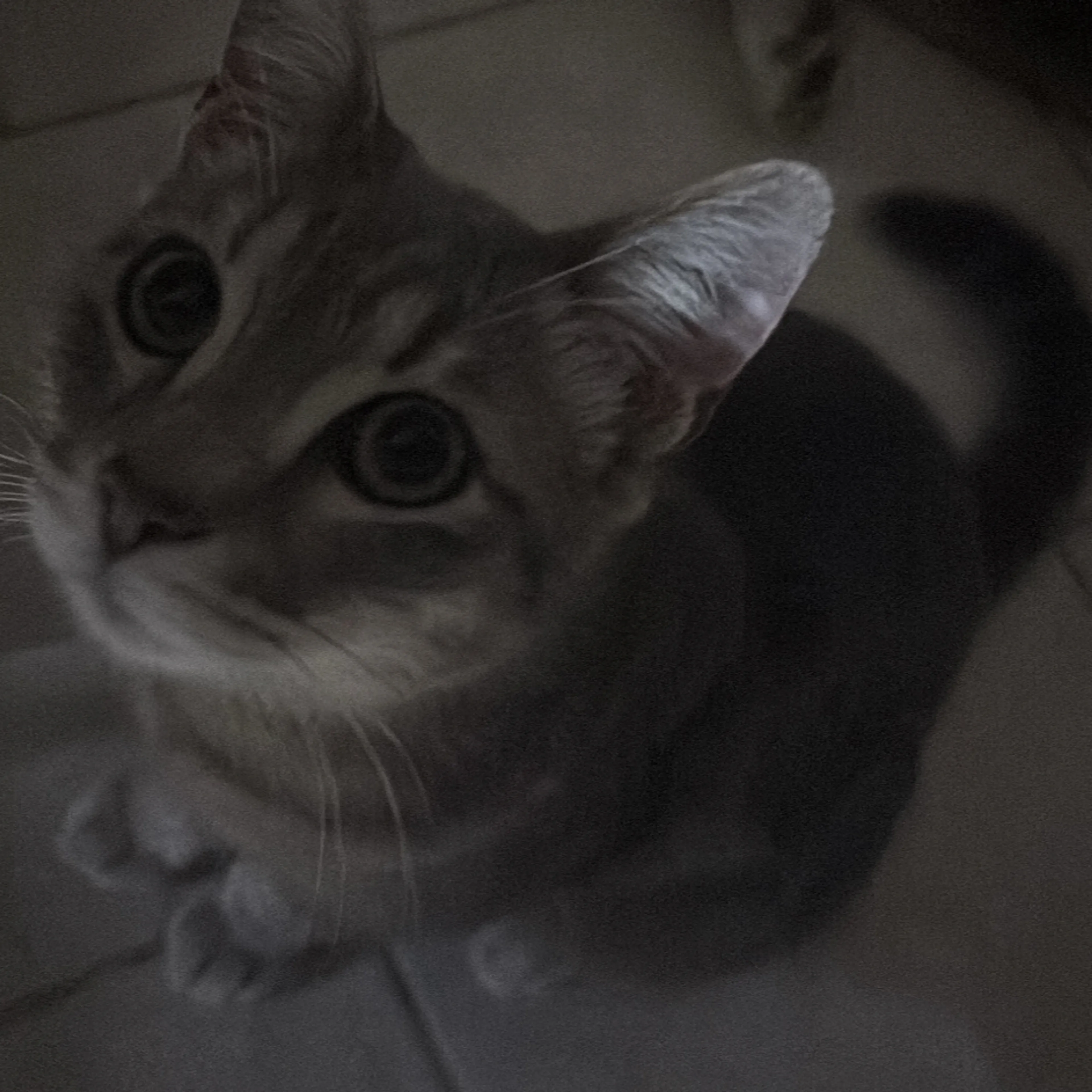 Lost pet-1