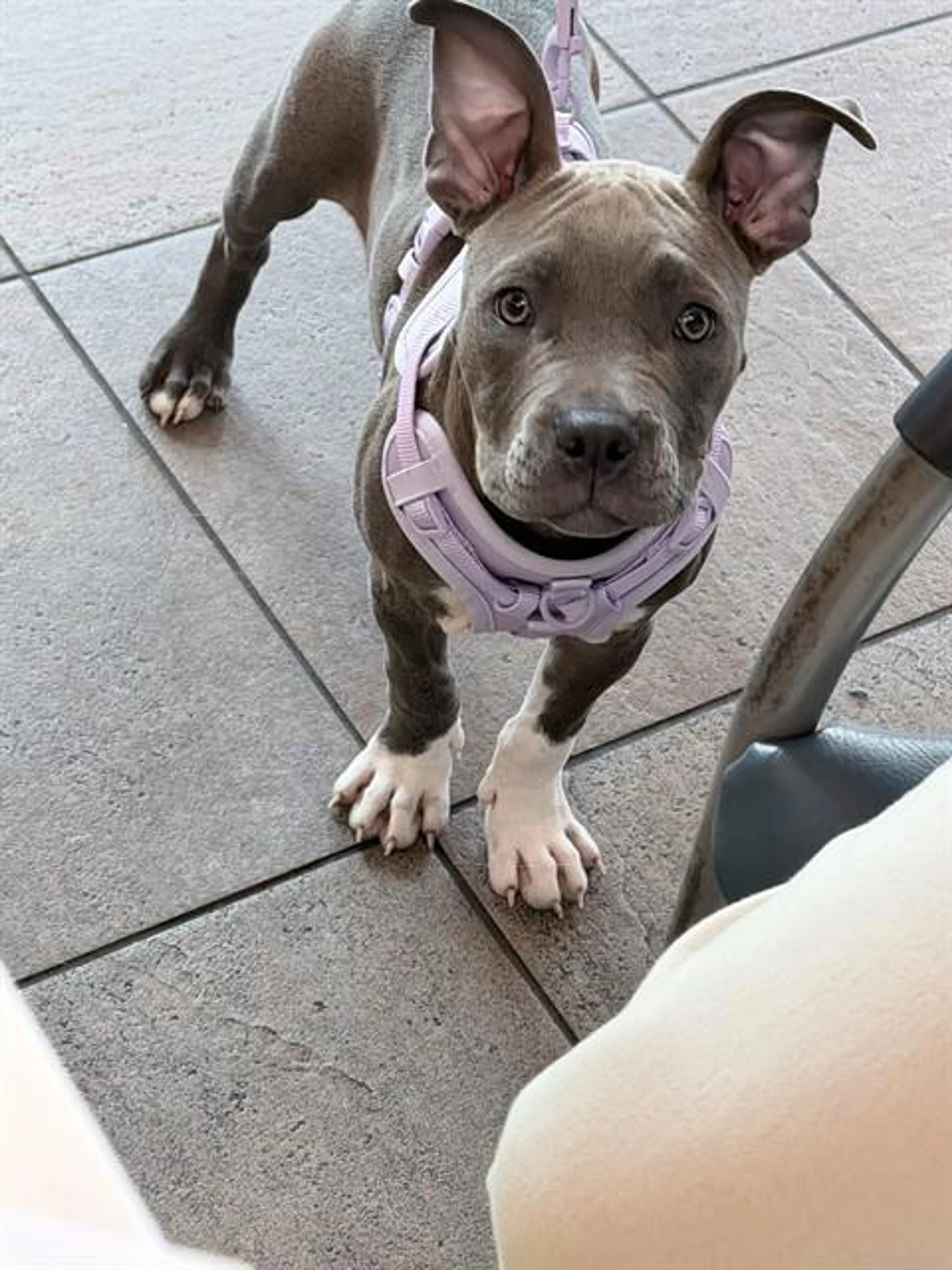 Found pet