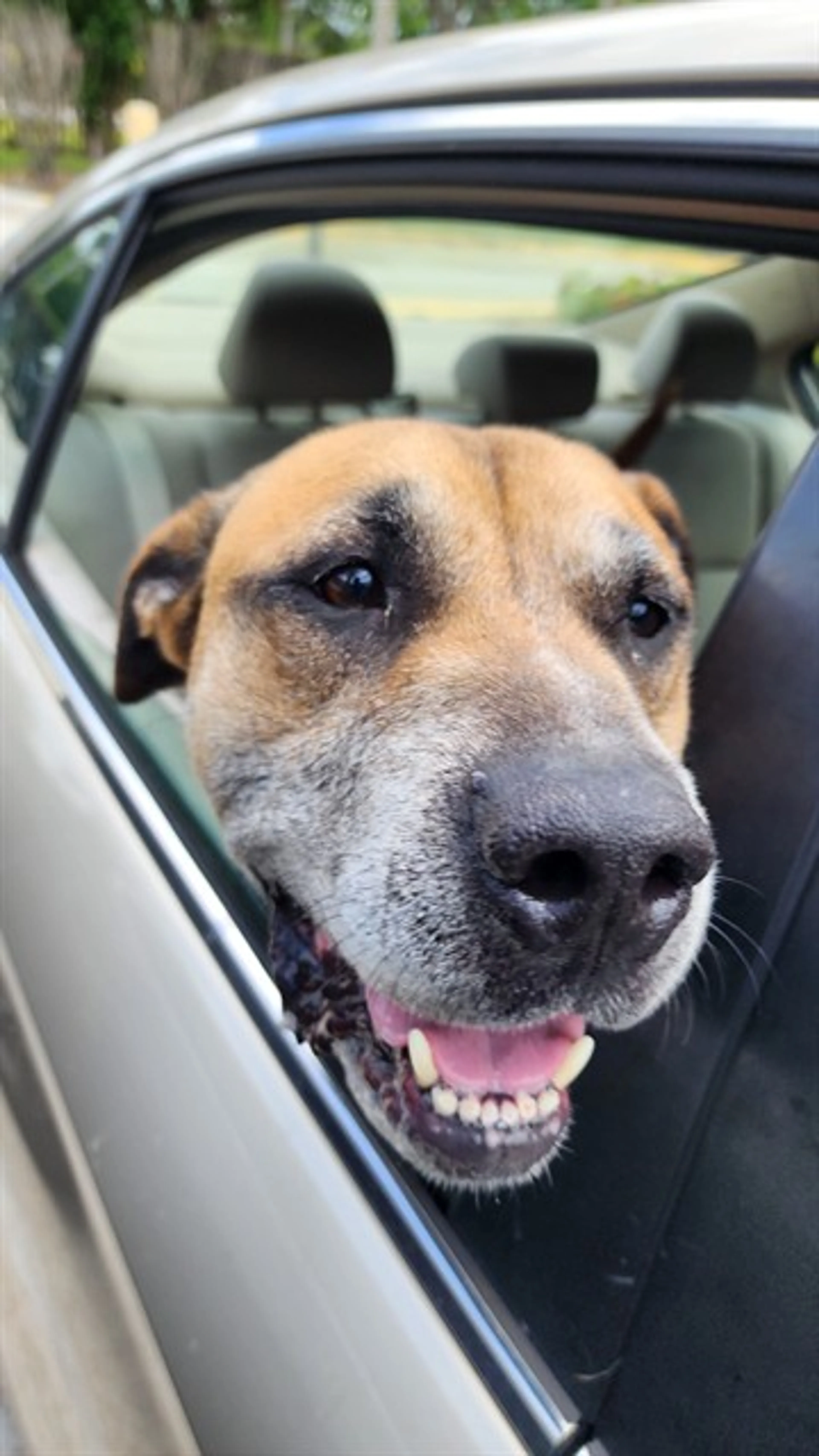 Found pet