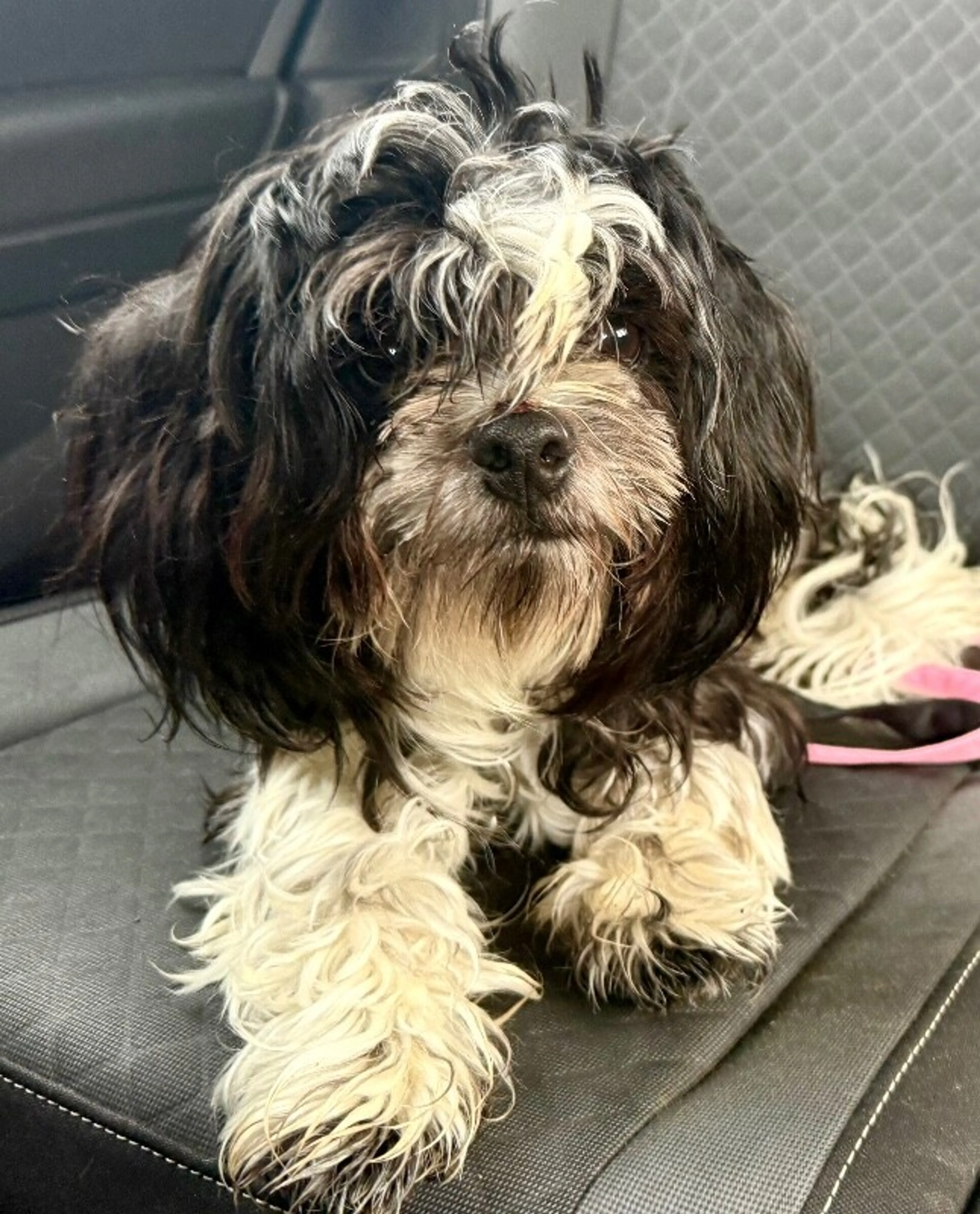 Found pet-3