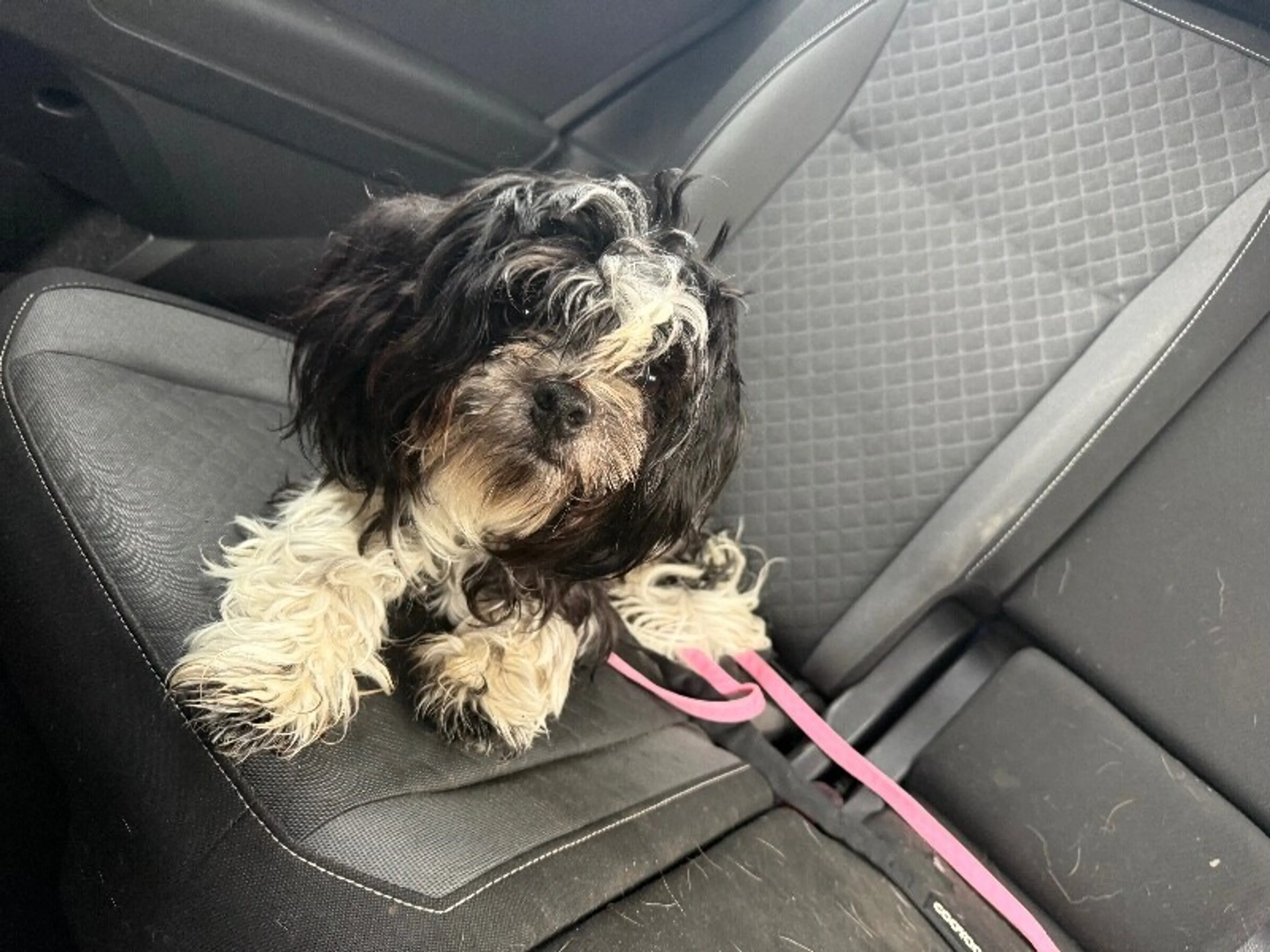 Found pet-1