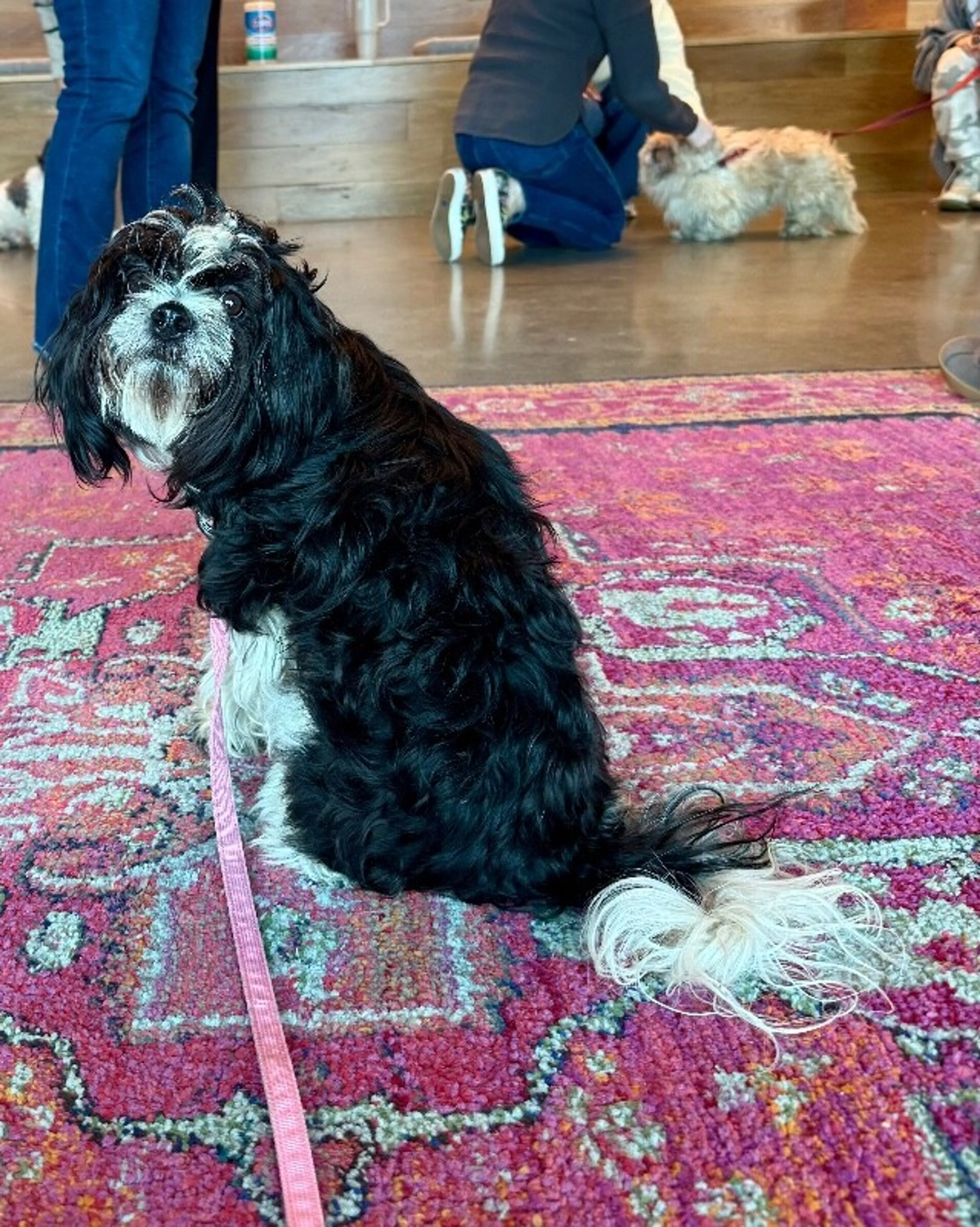Found pet-2