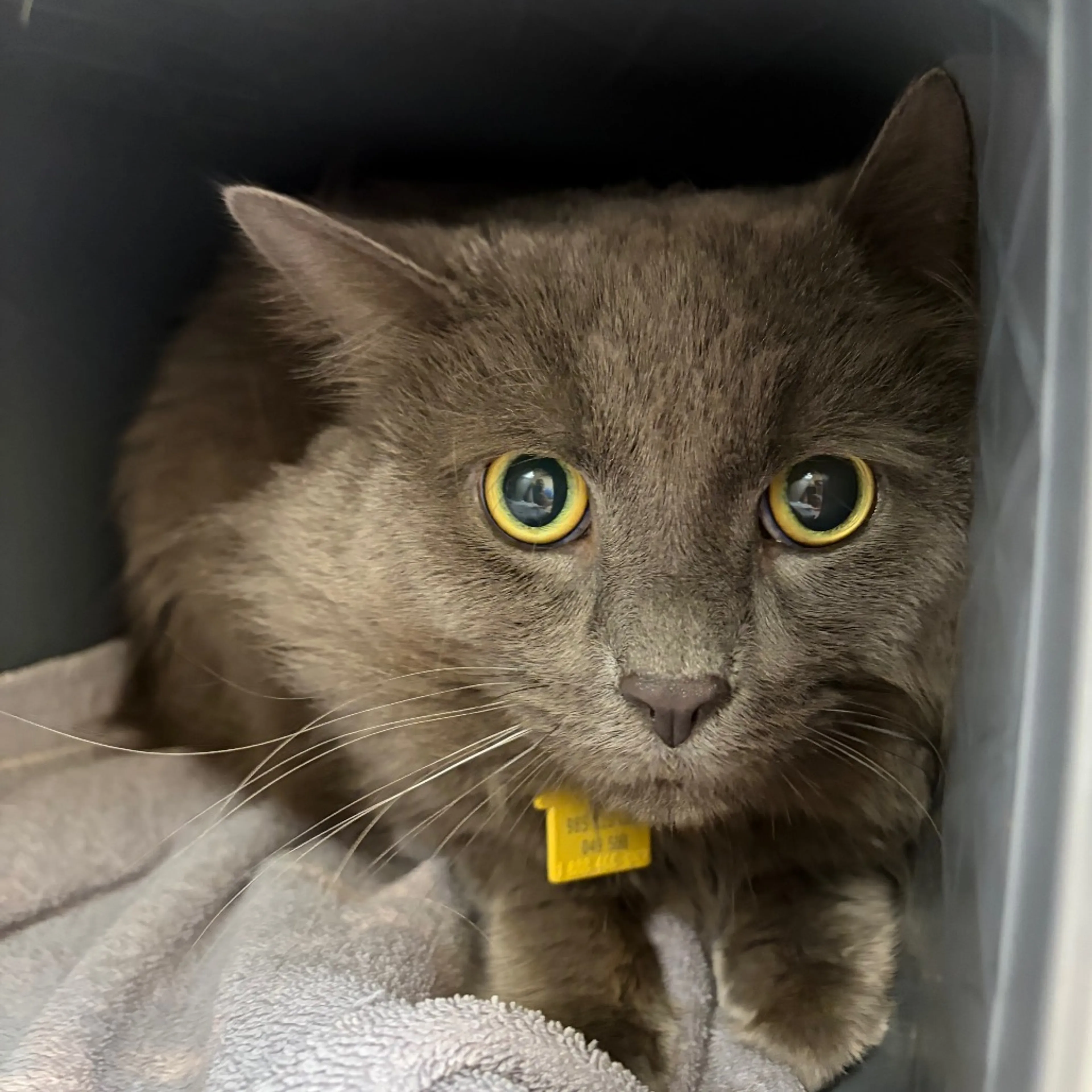 Found pet