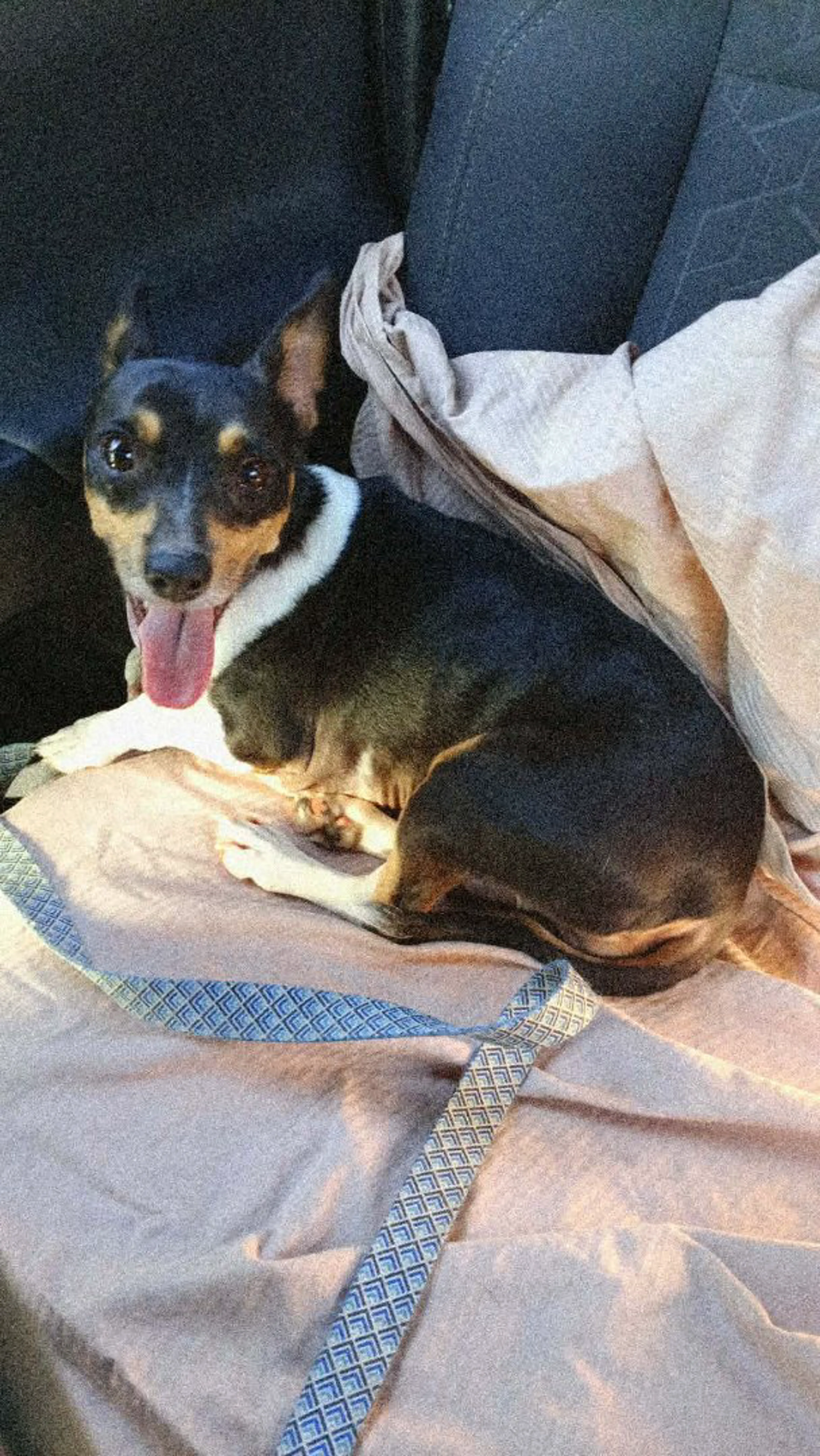 Lost pet
