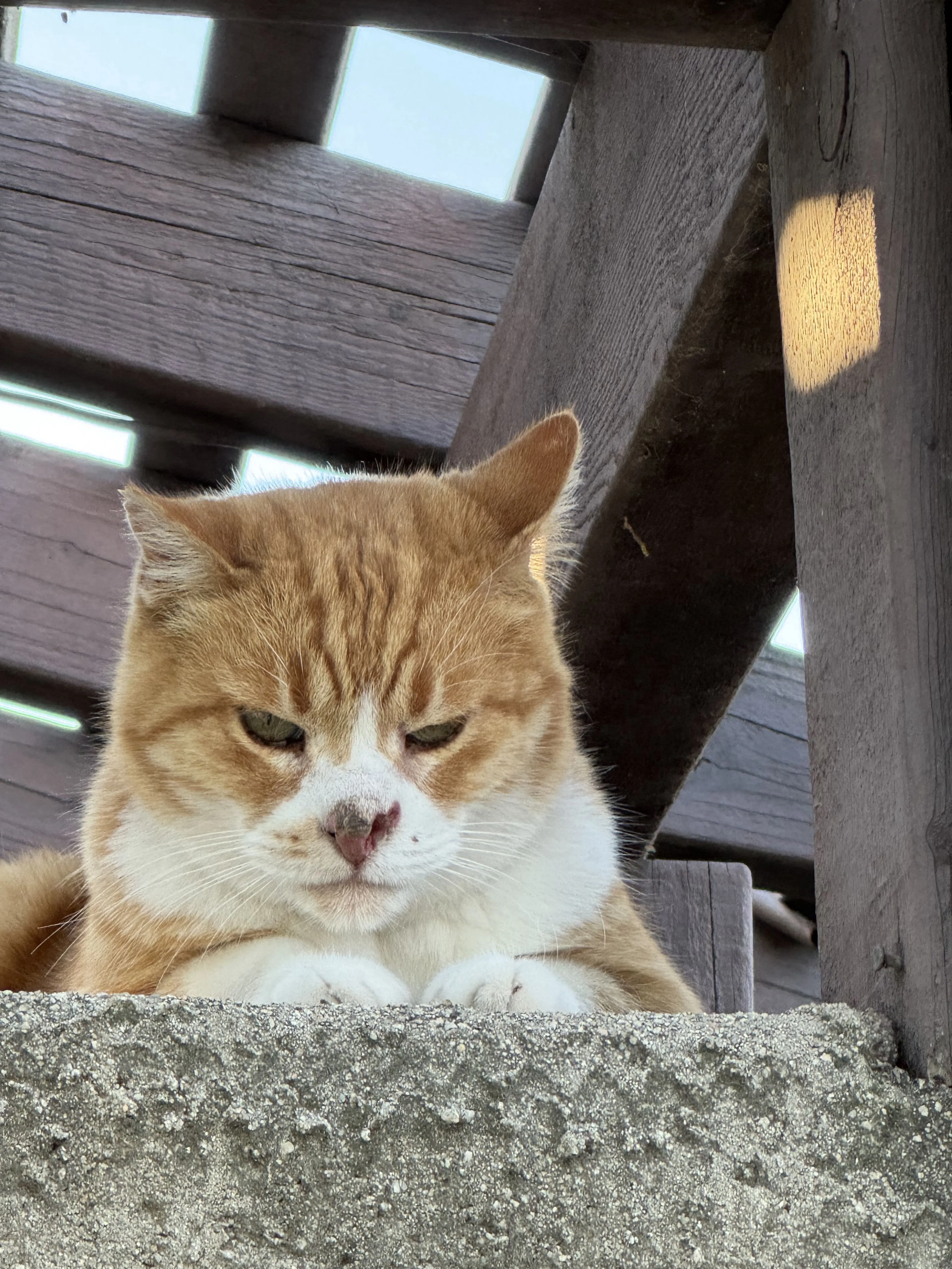 Lost pet-1