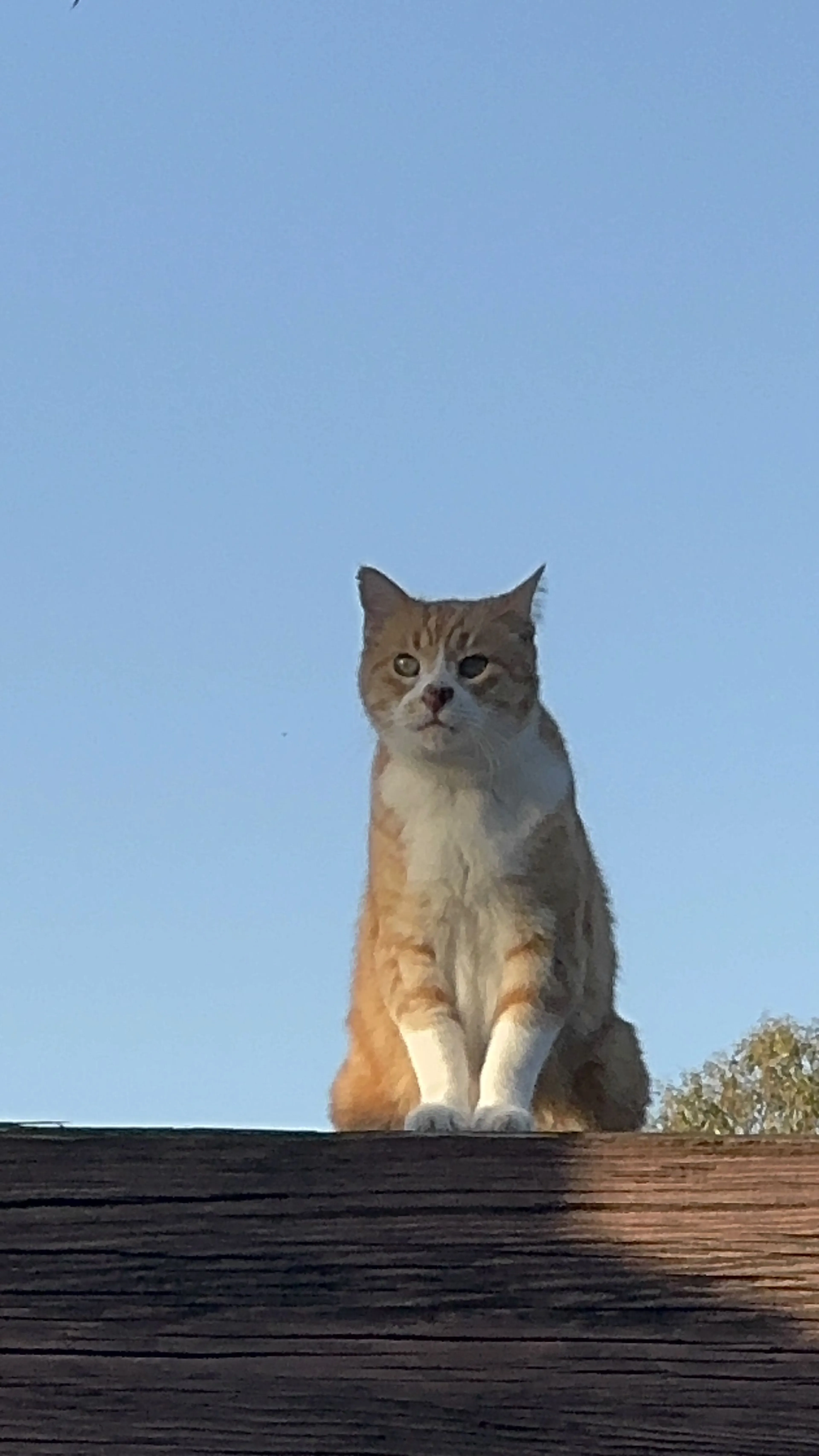 Lost pet-0