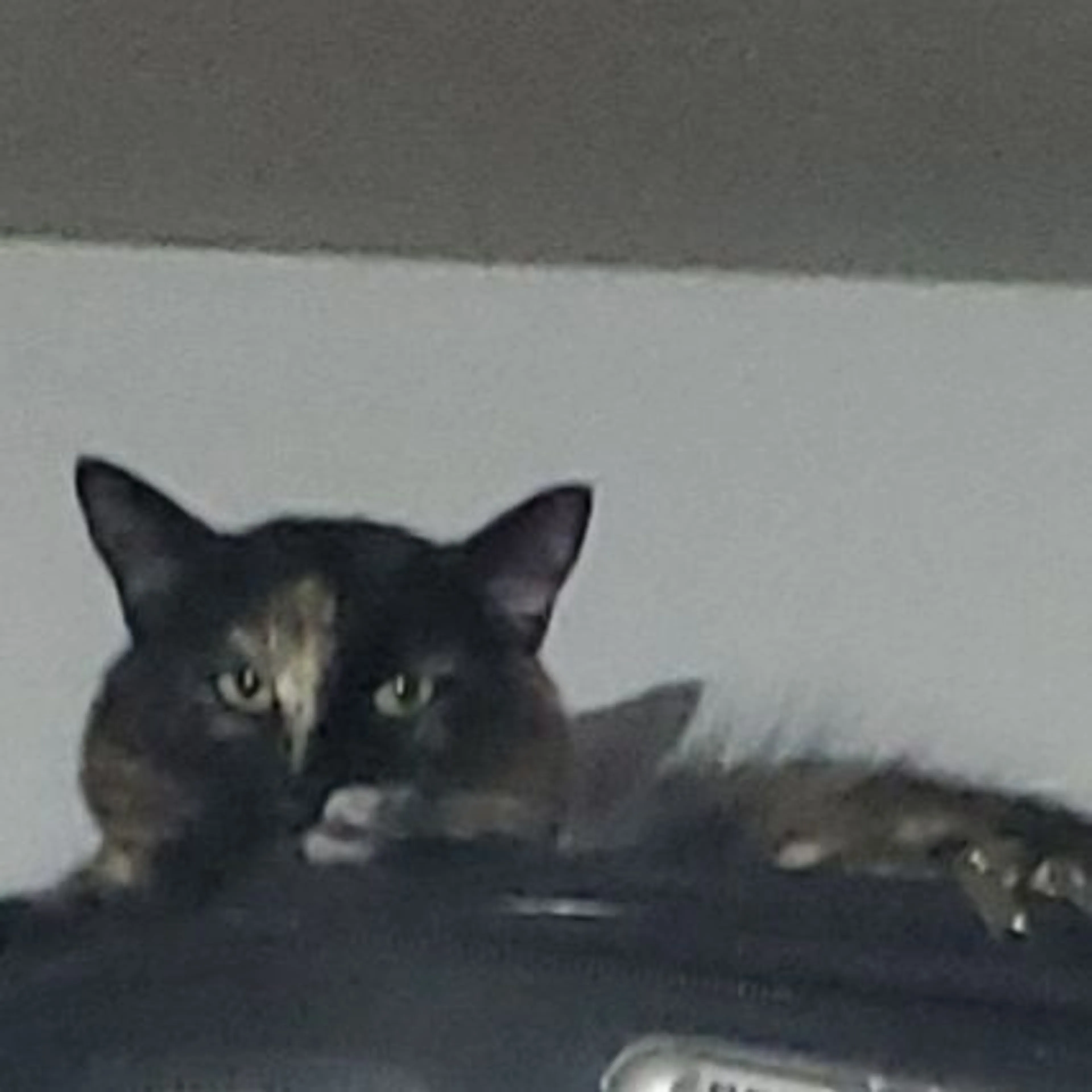 Lost pet