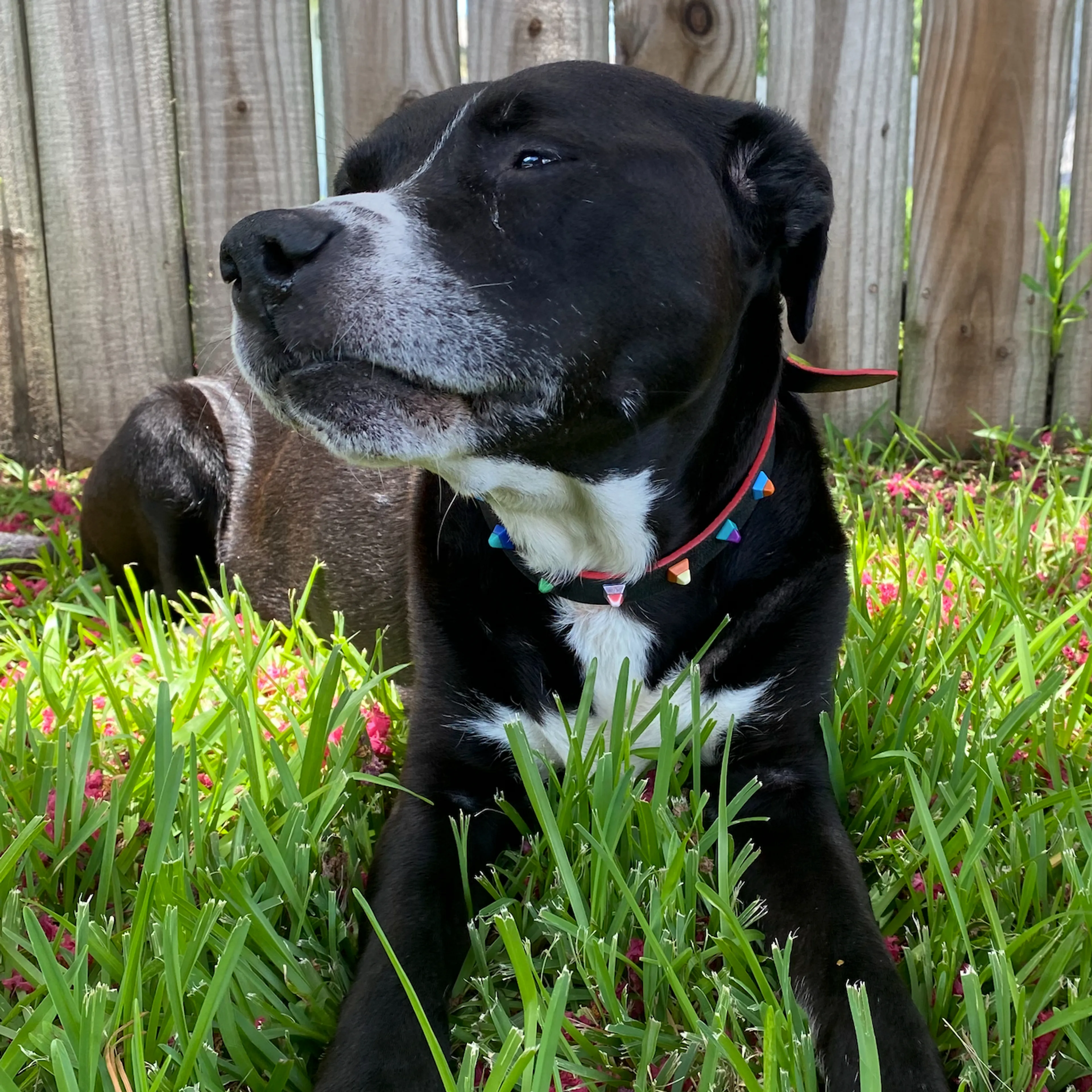 Lost pet-2