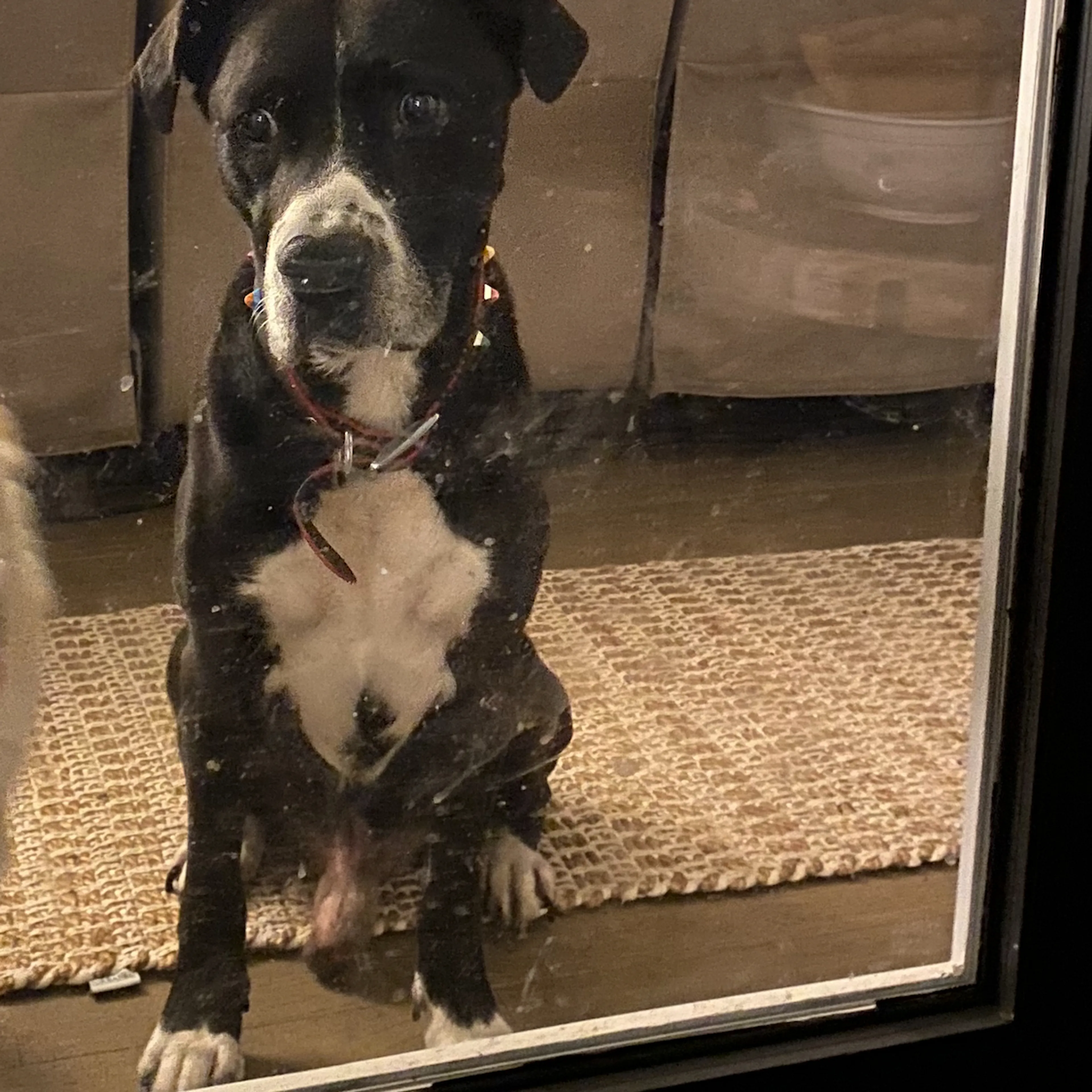 Lost pet-3