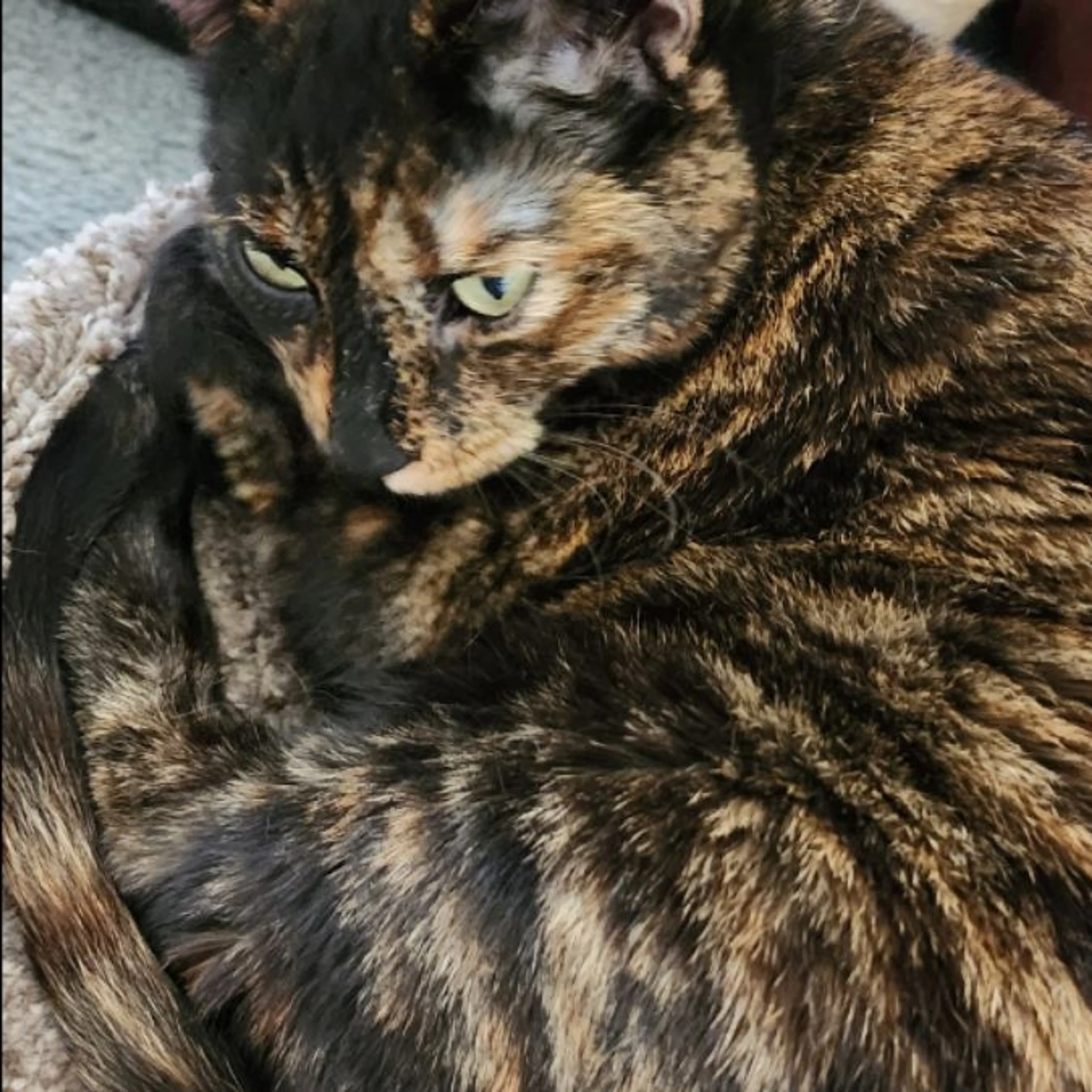 Lost pet