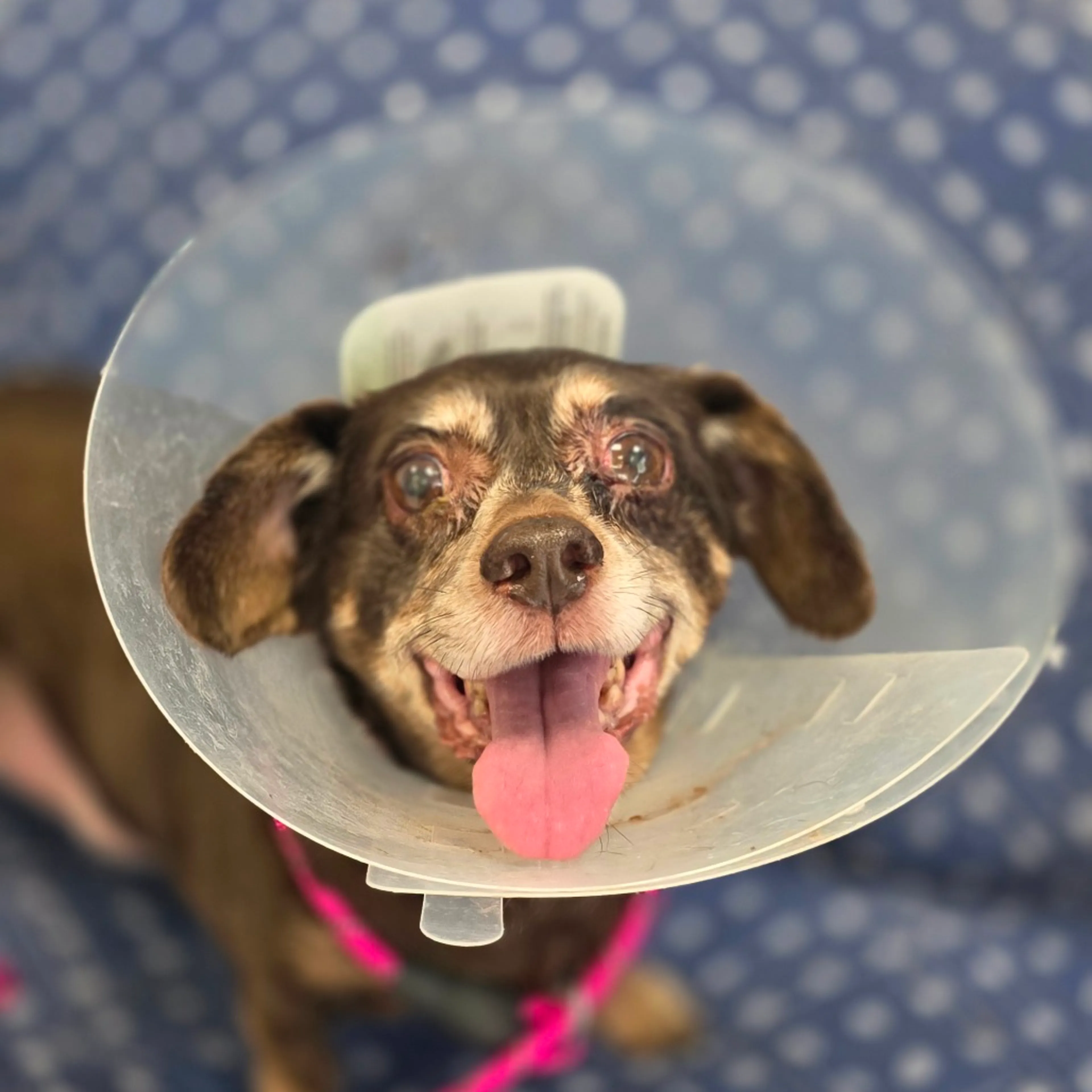 Found pet-1