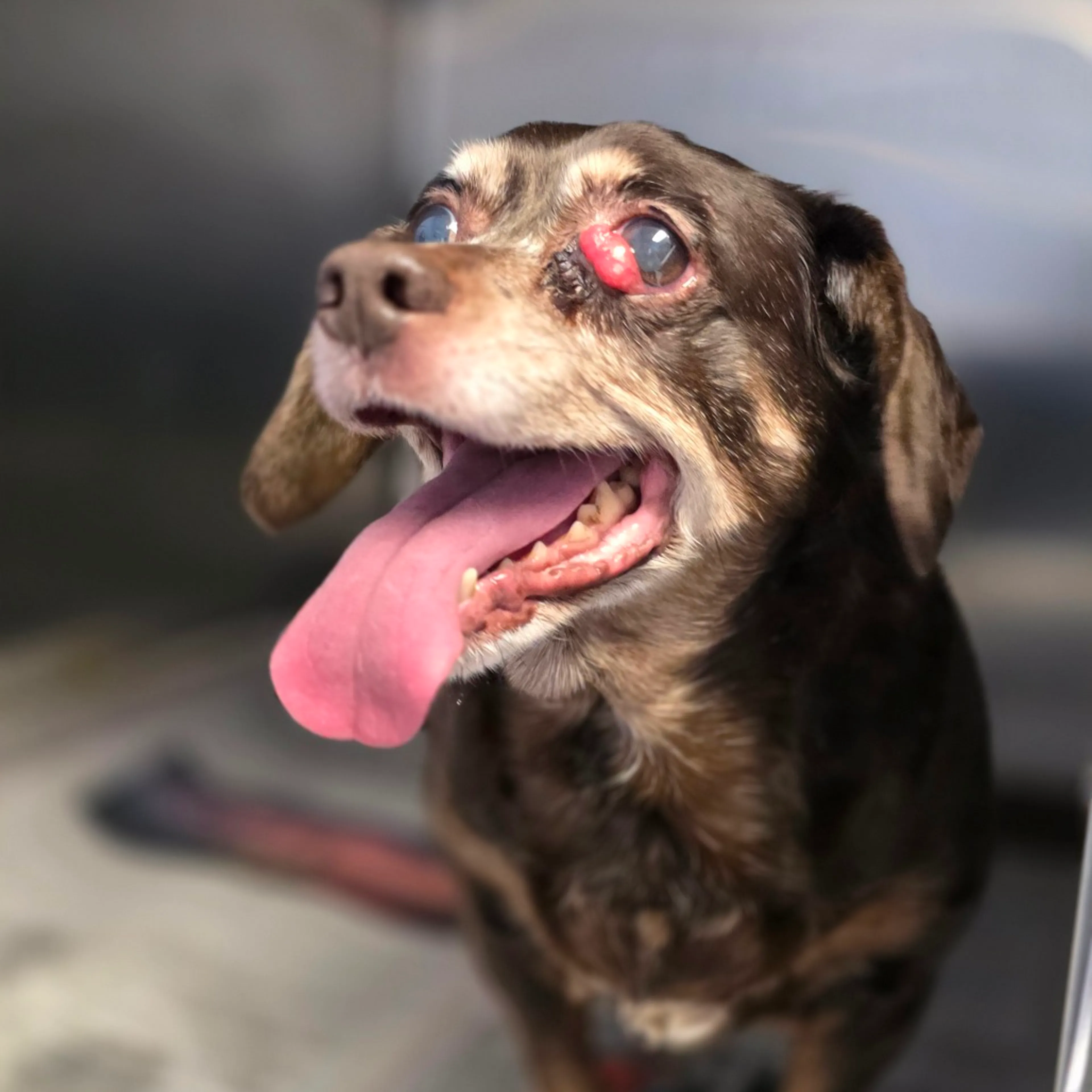 Found pet-2