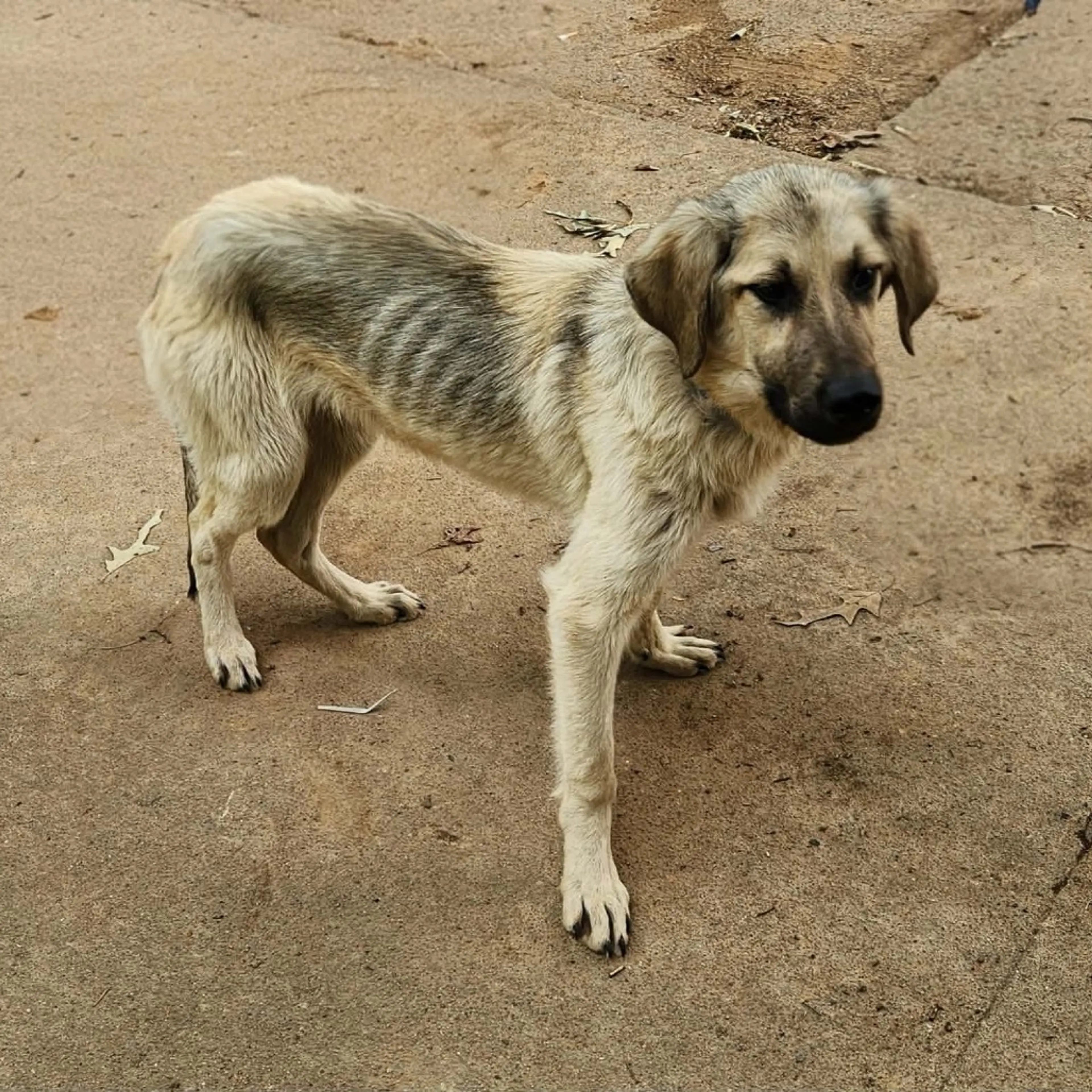 Found pet