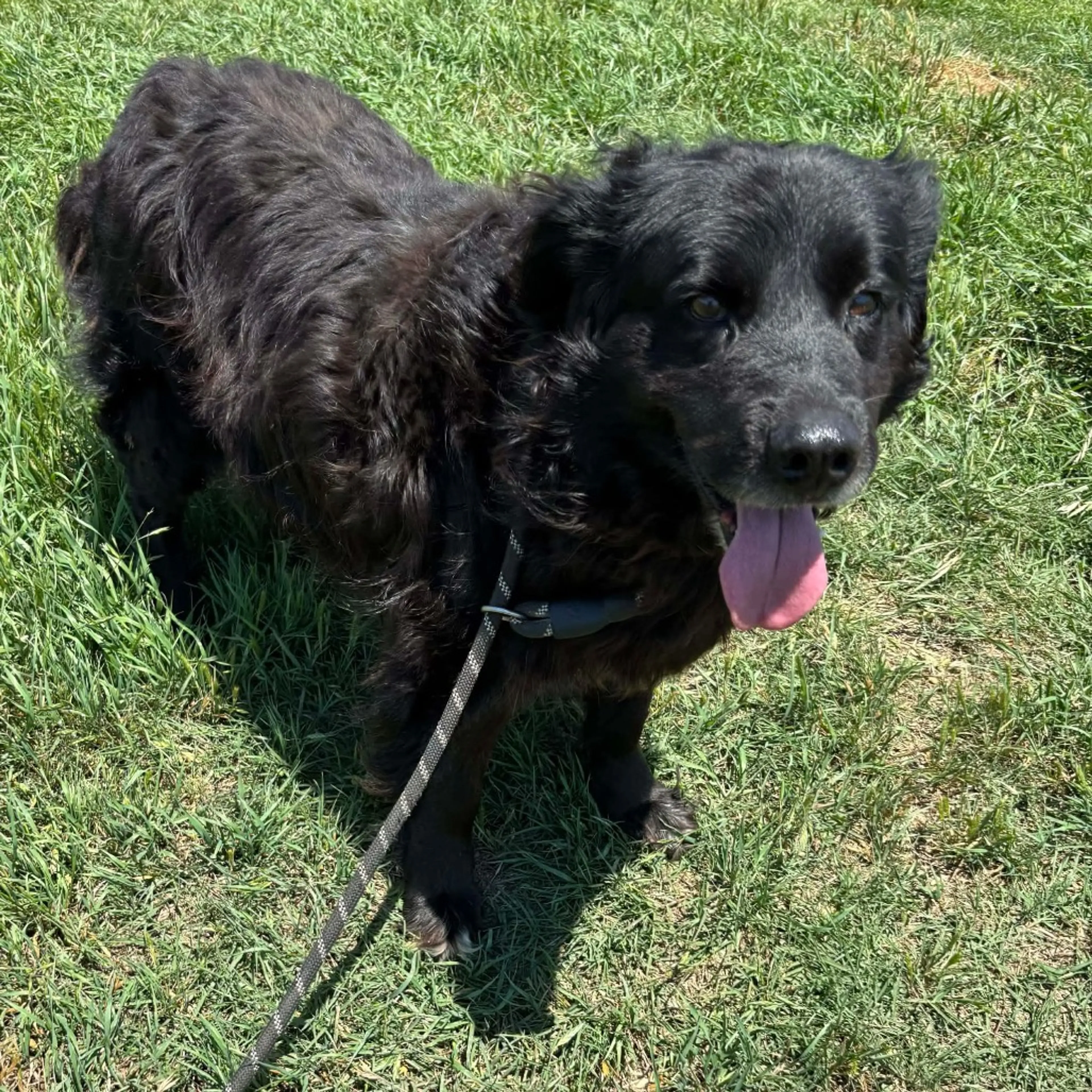 Found pet-1