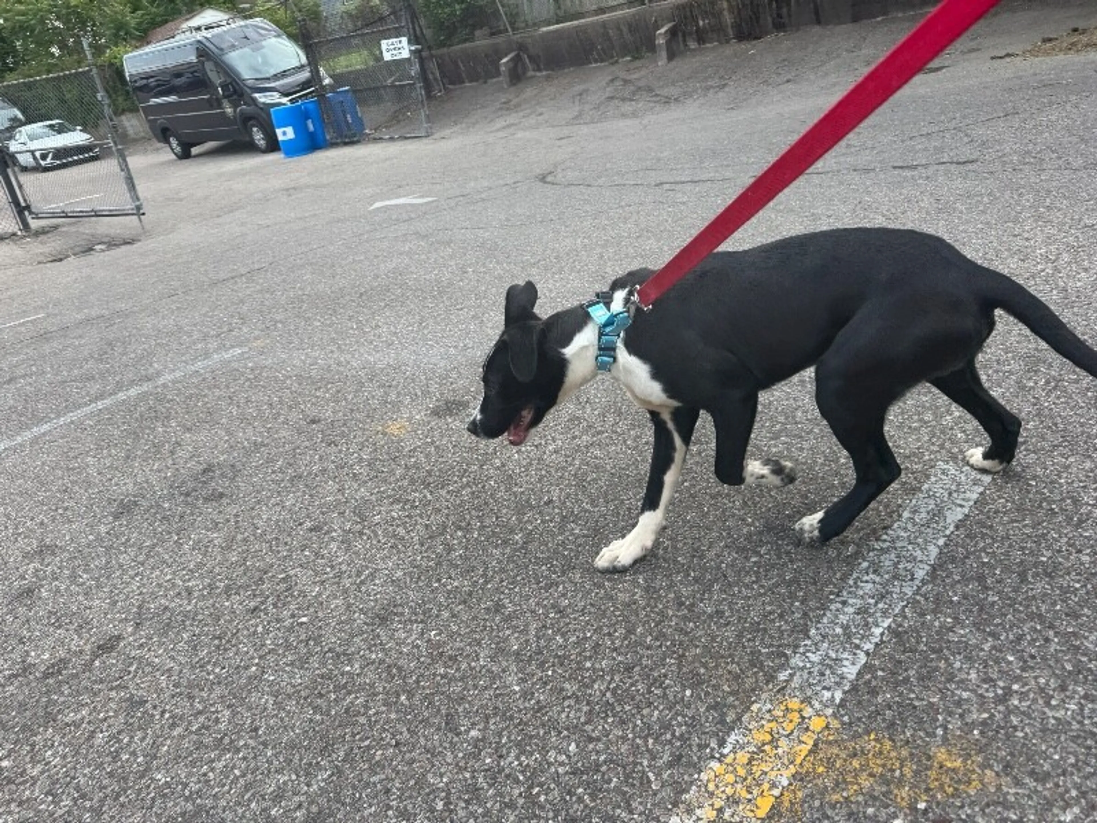 Found pet-1