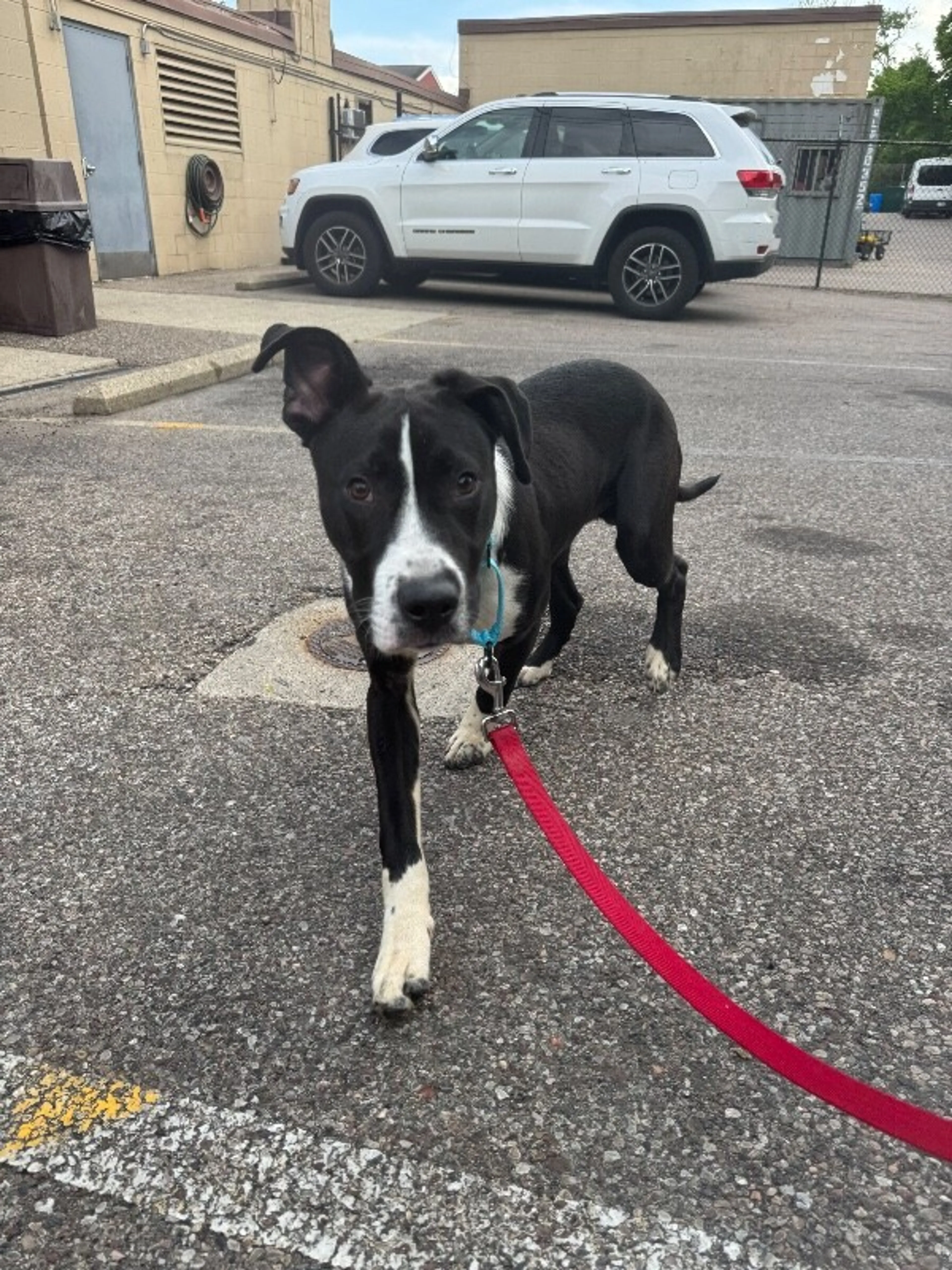Found pet-2