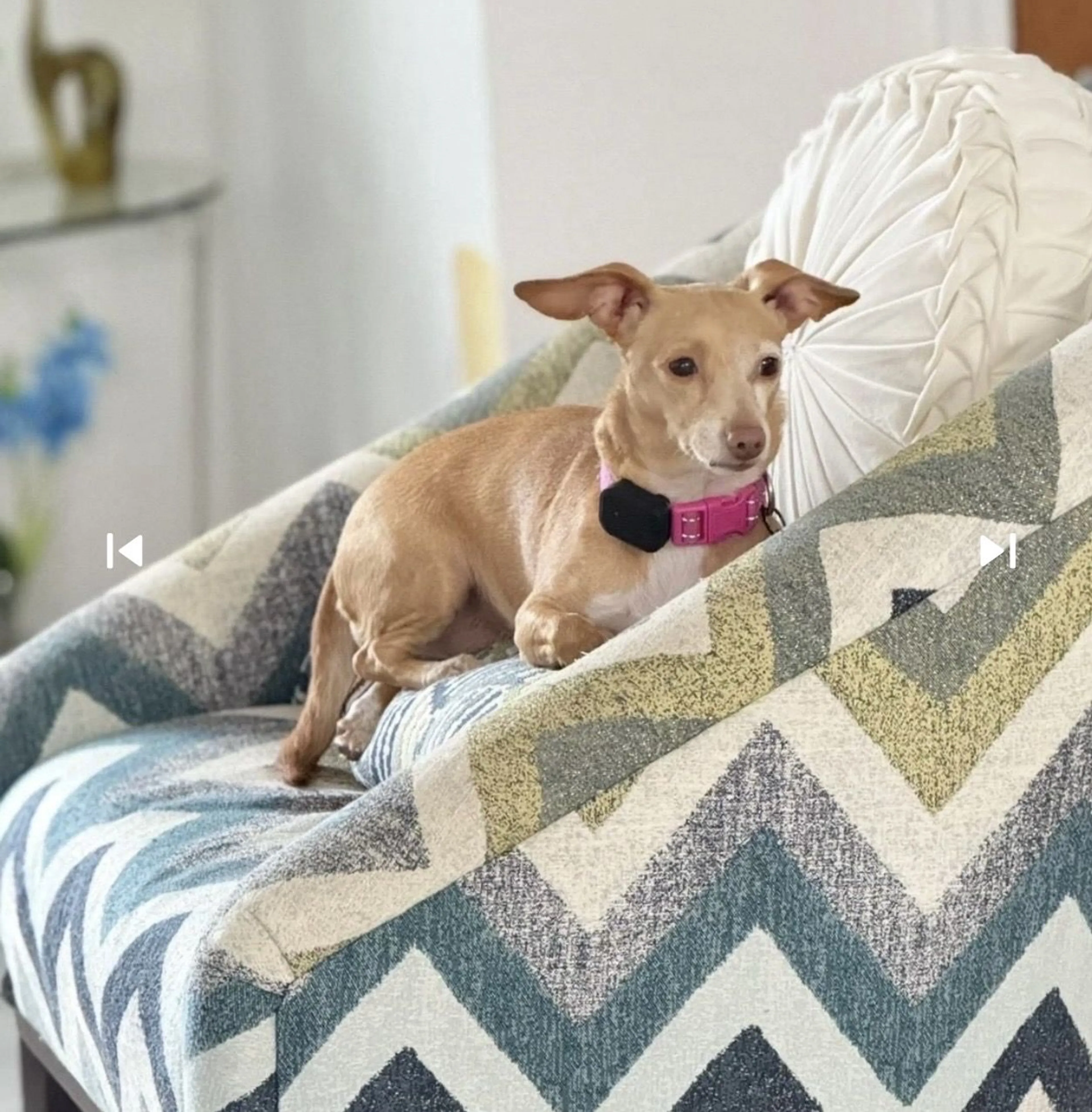 Lost pet
