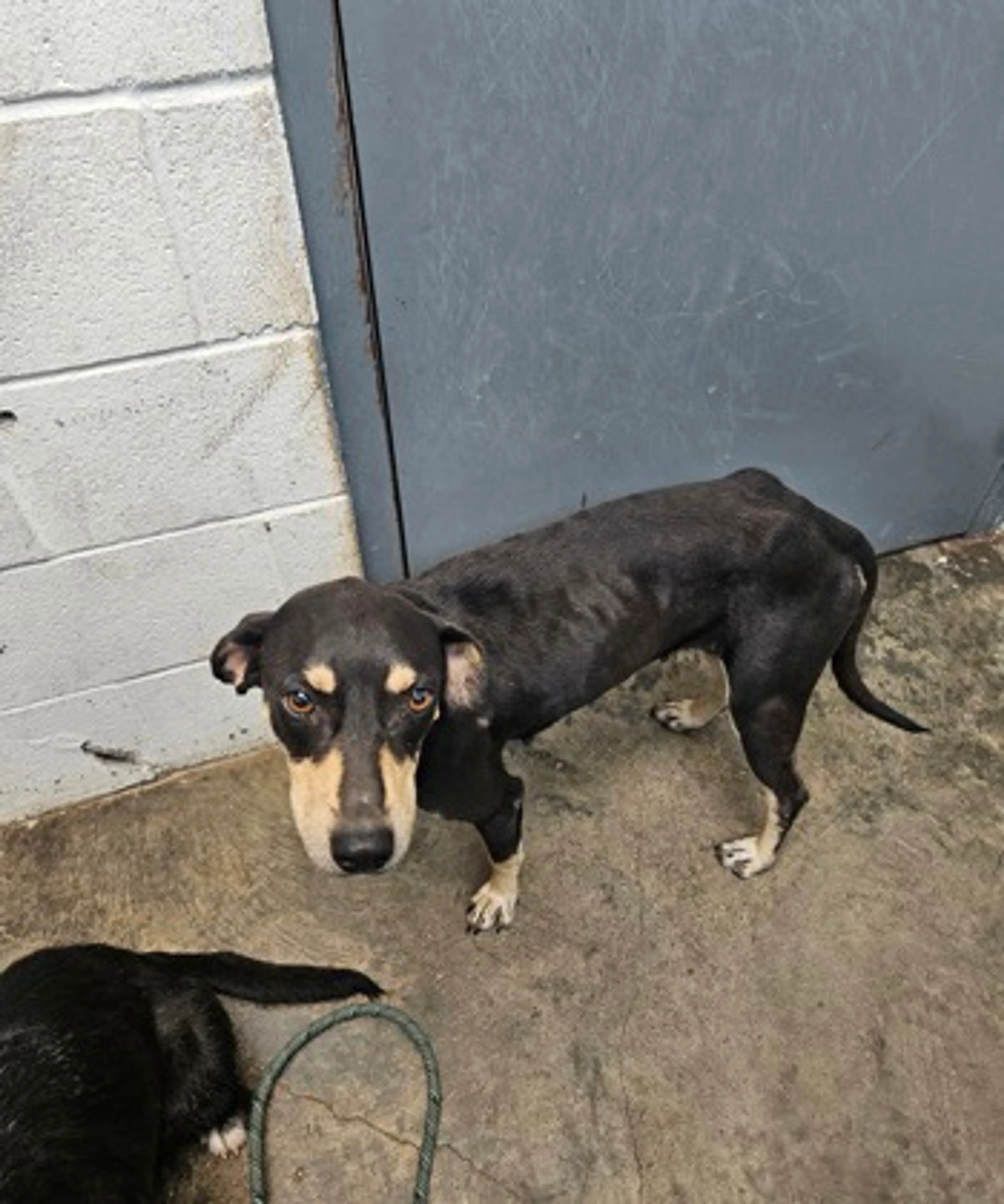 Found pet
