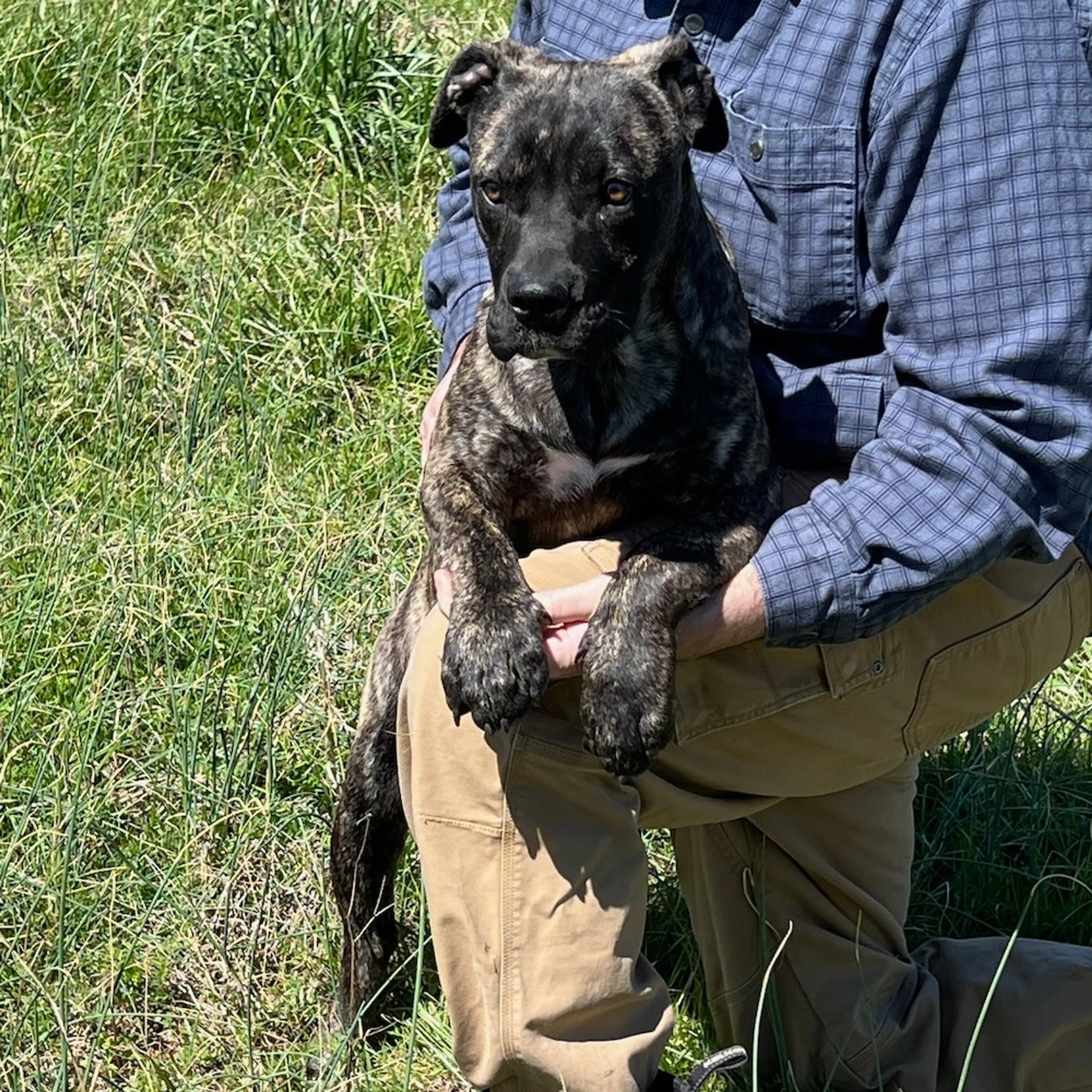 Found pet-1
