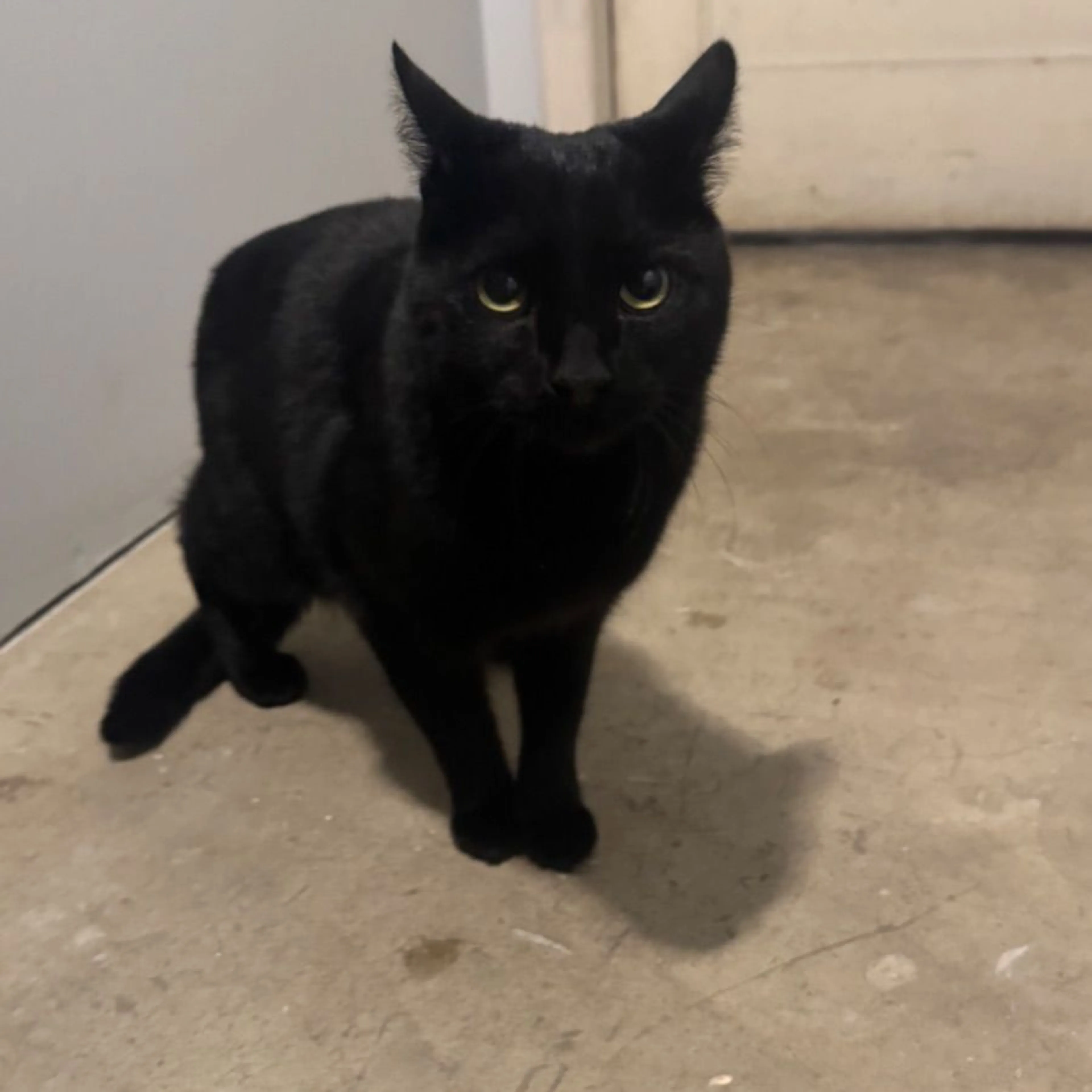 Found pet-0