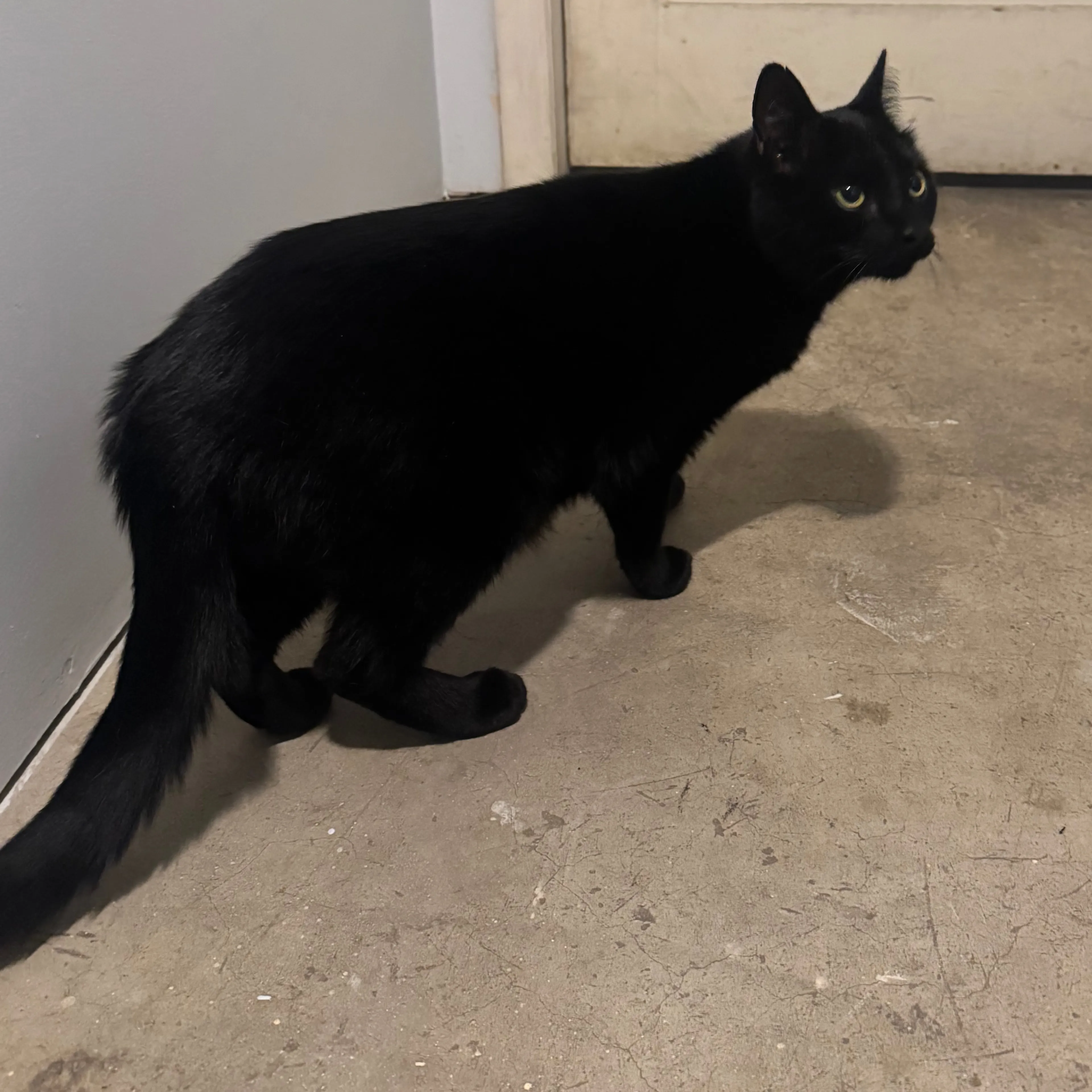 Found pet-1