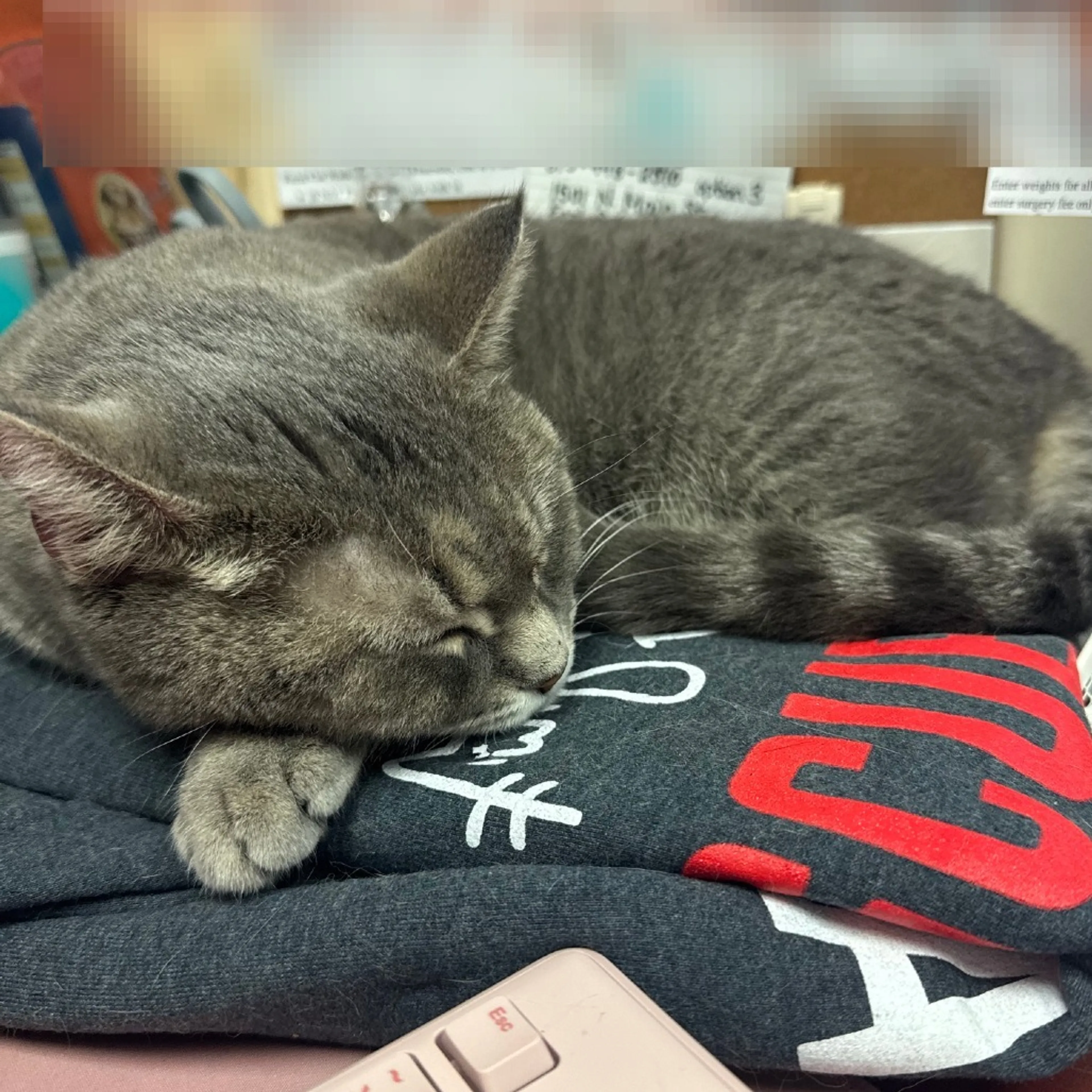 Found pet-2