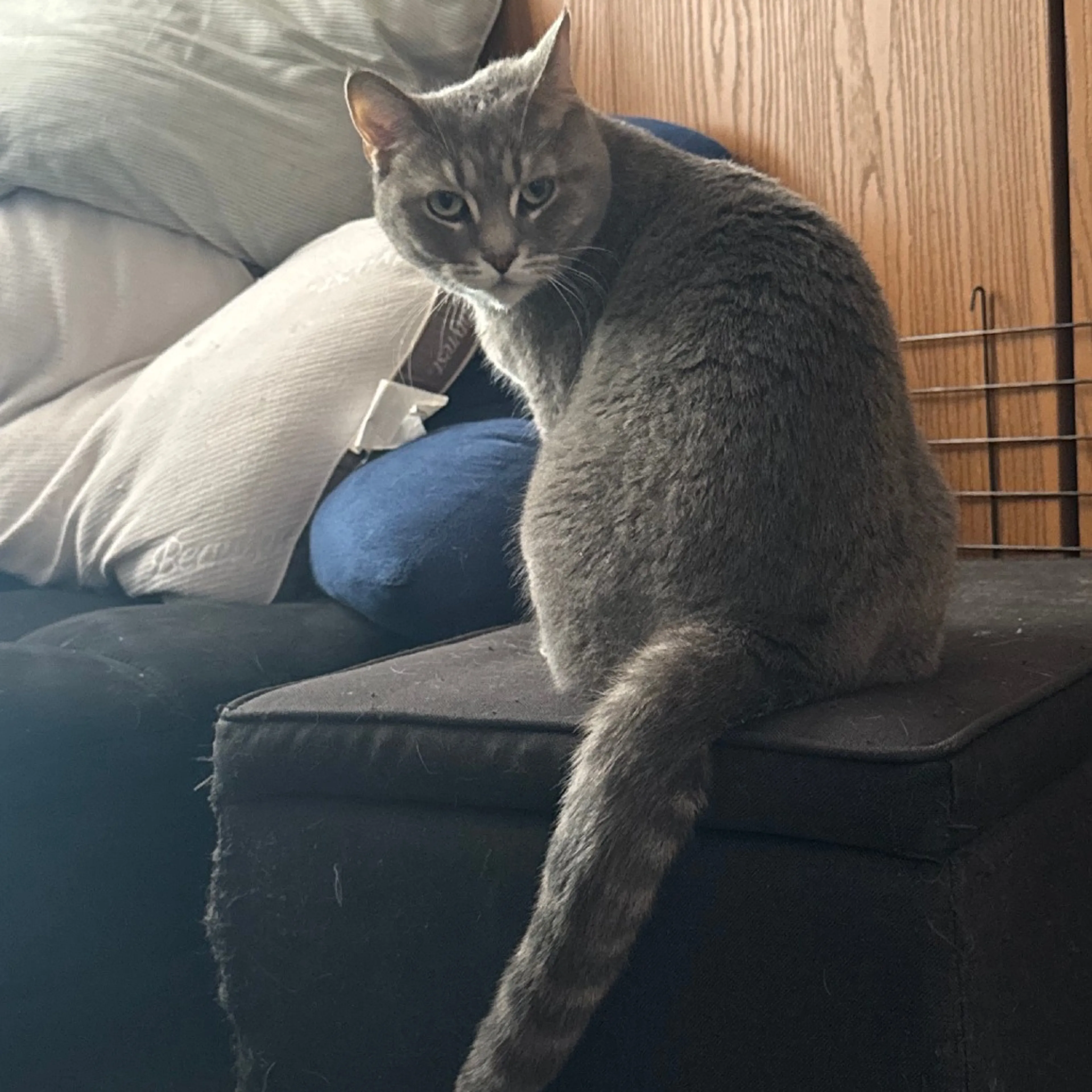 Found pet-5