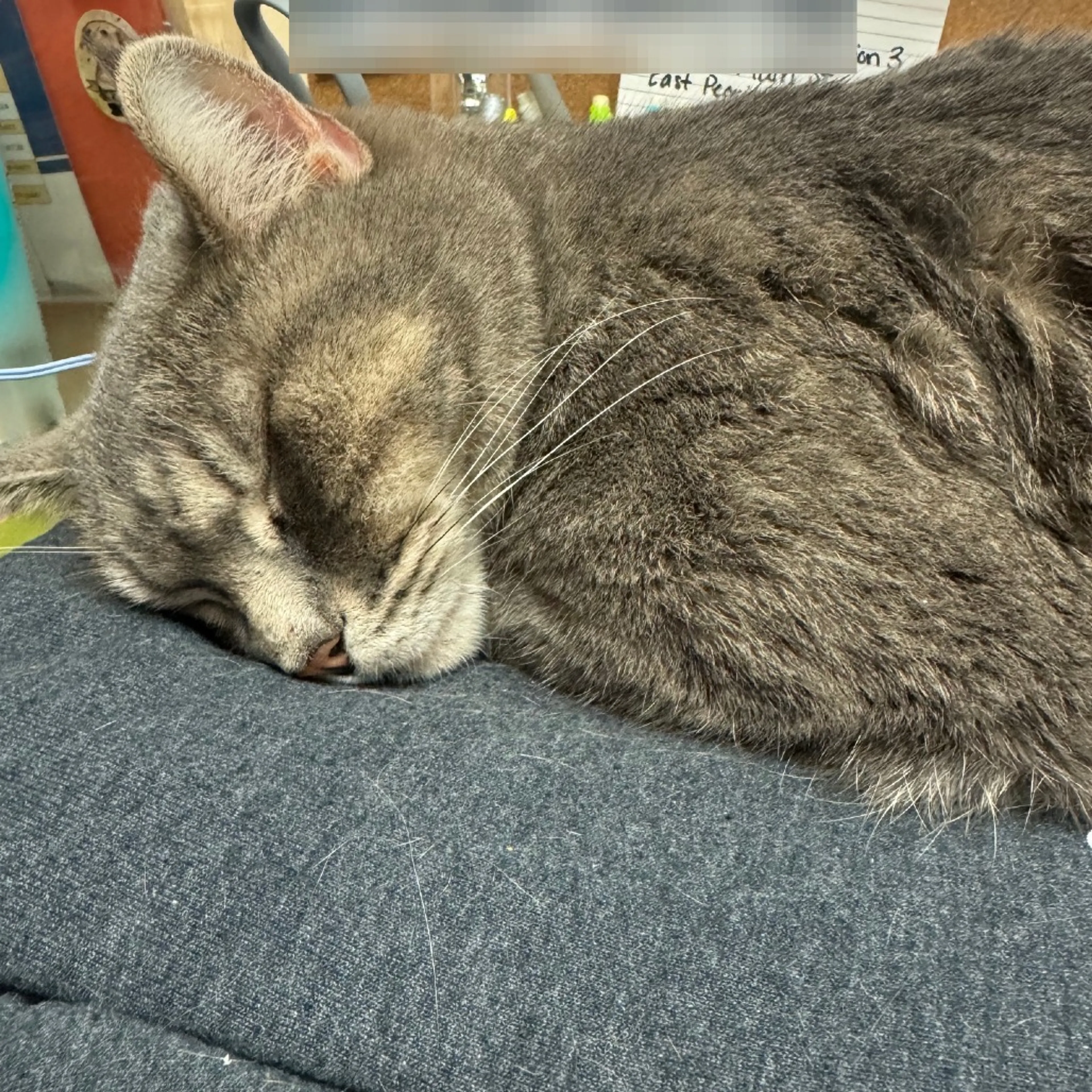 Found pet-1