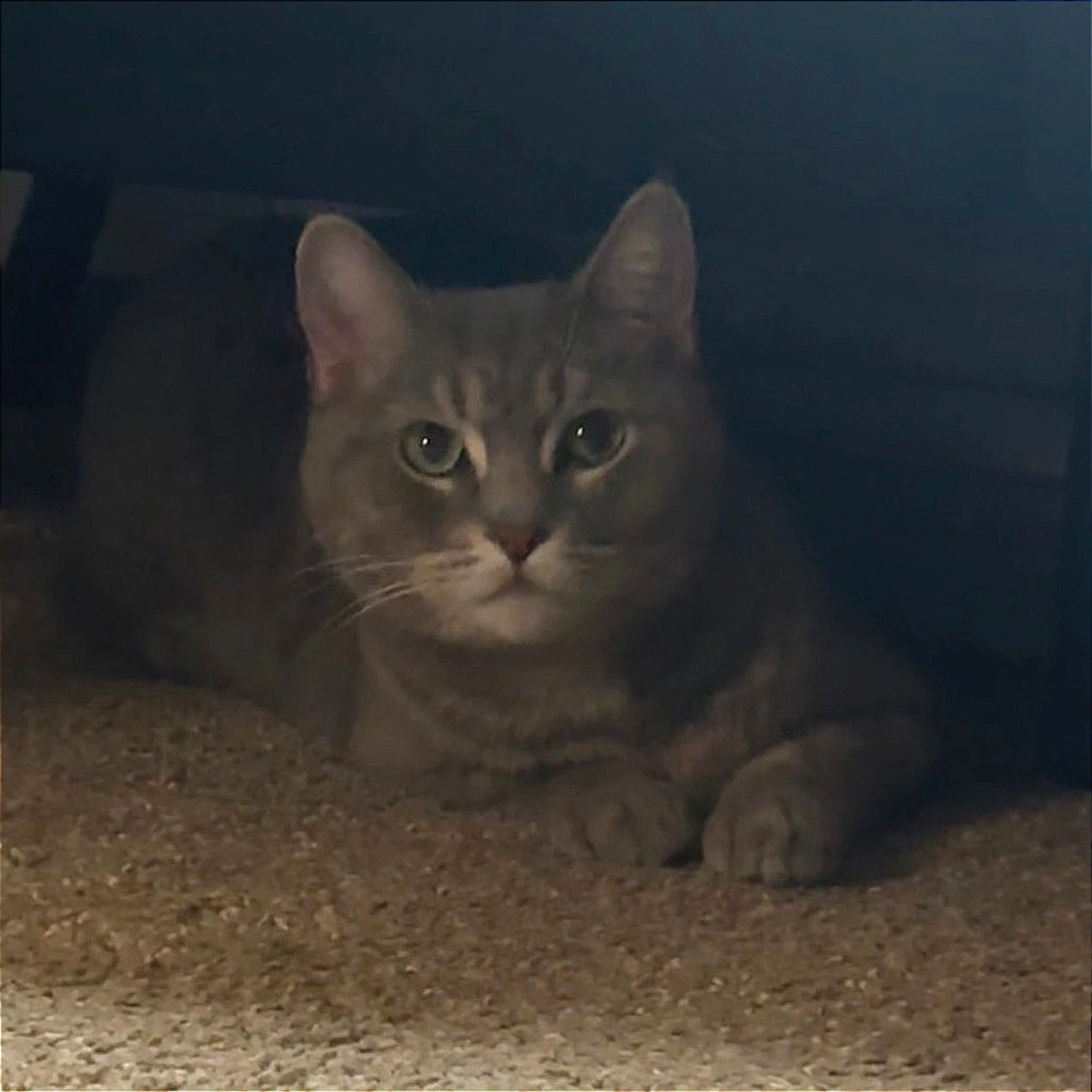 Found pet-7