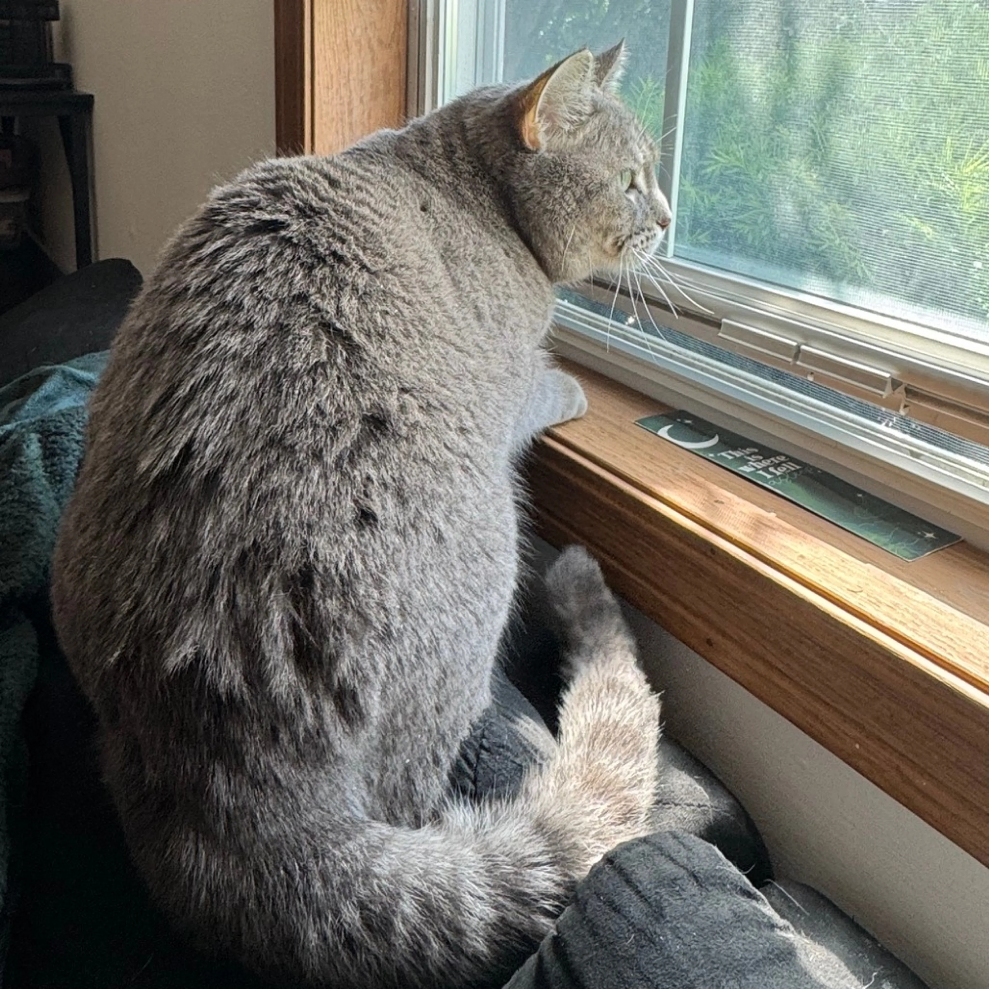 Found pet-6