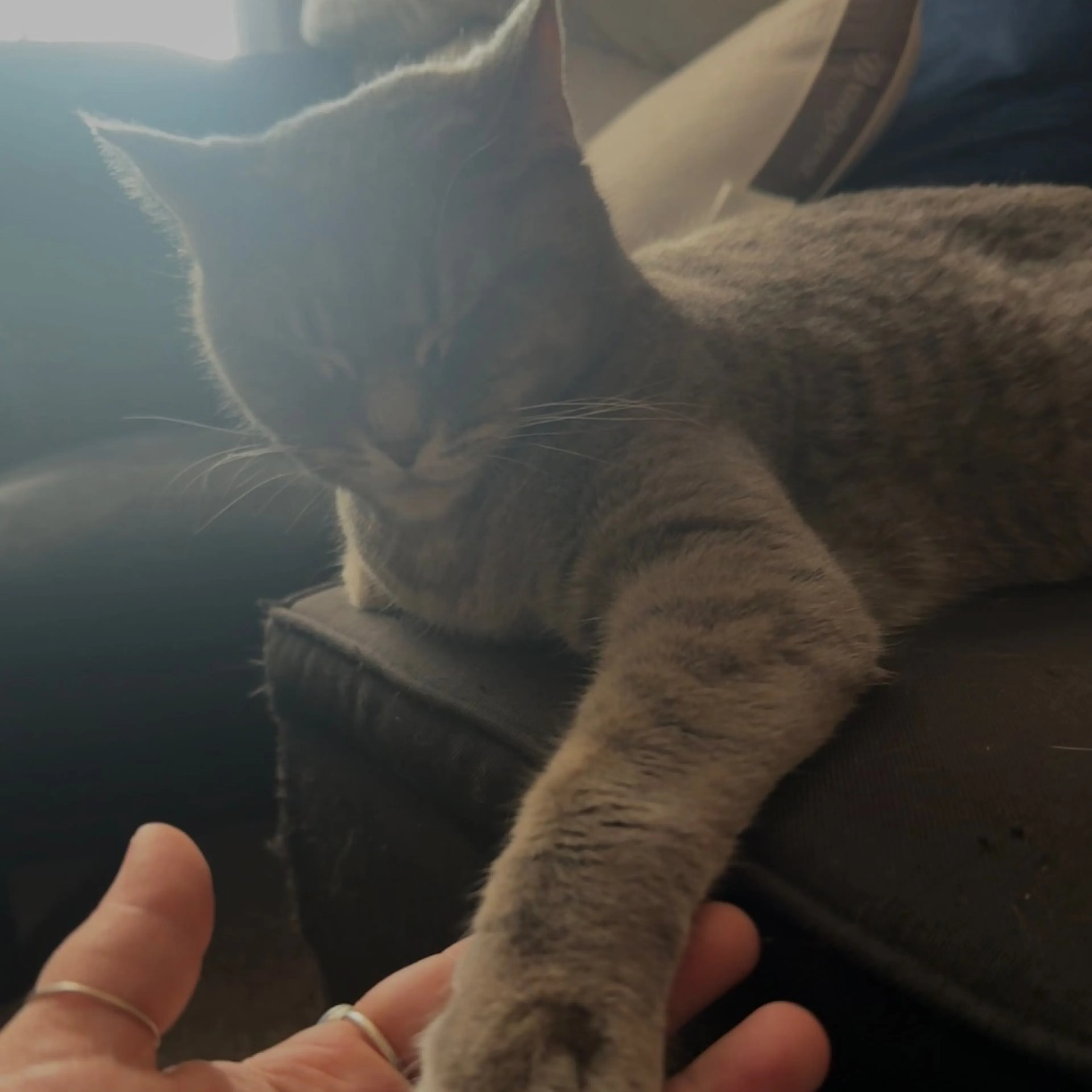 Found pet-4