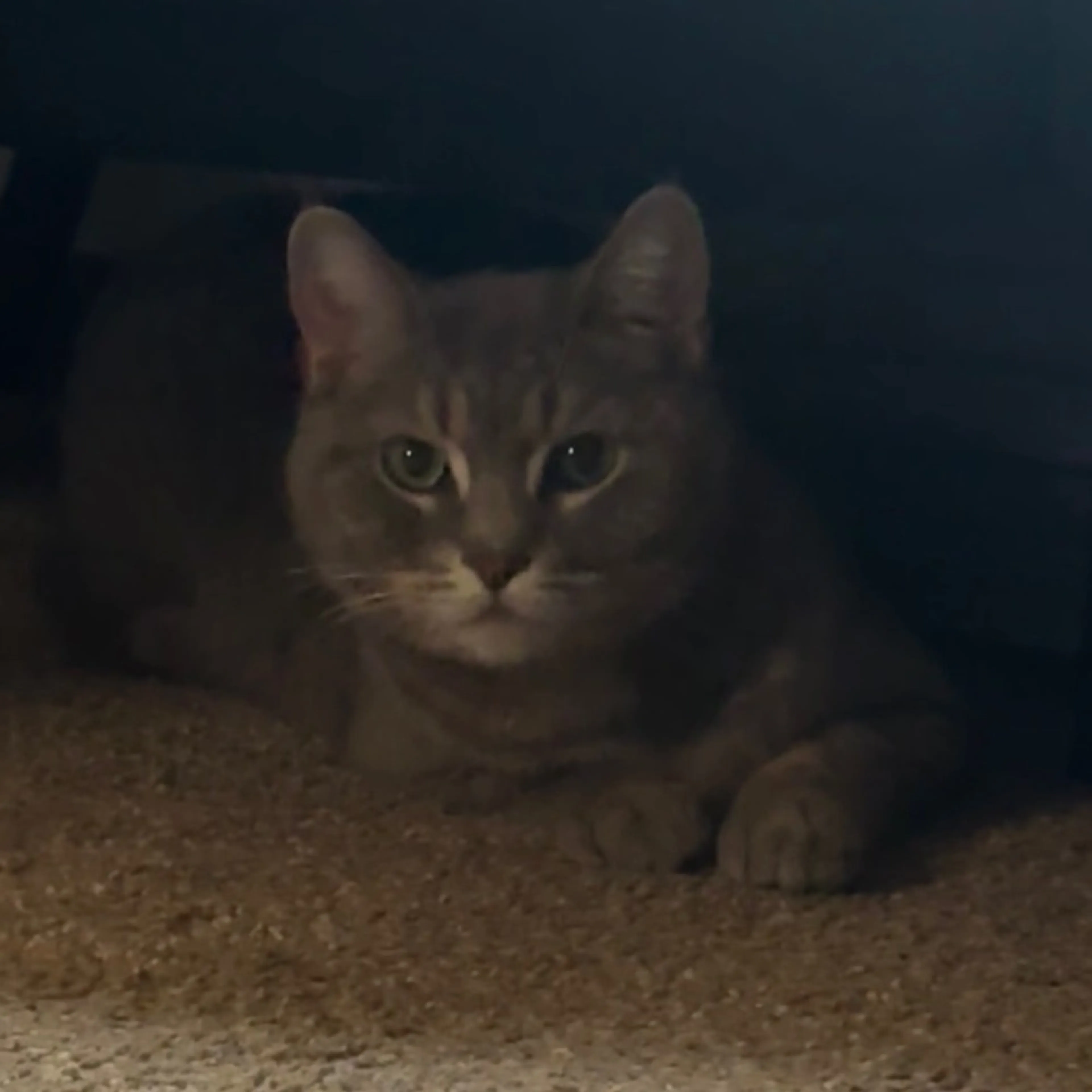 Found pet-8