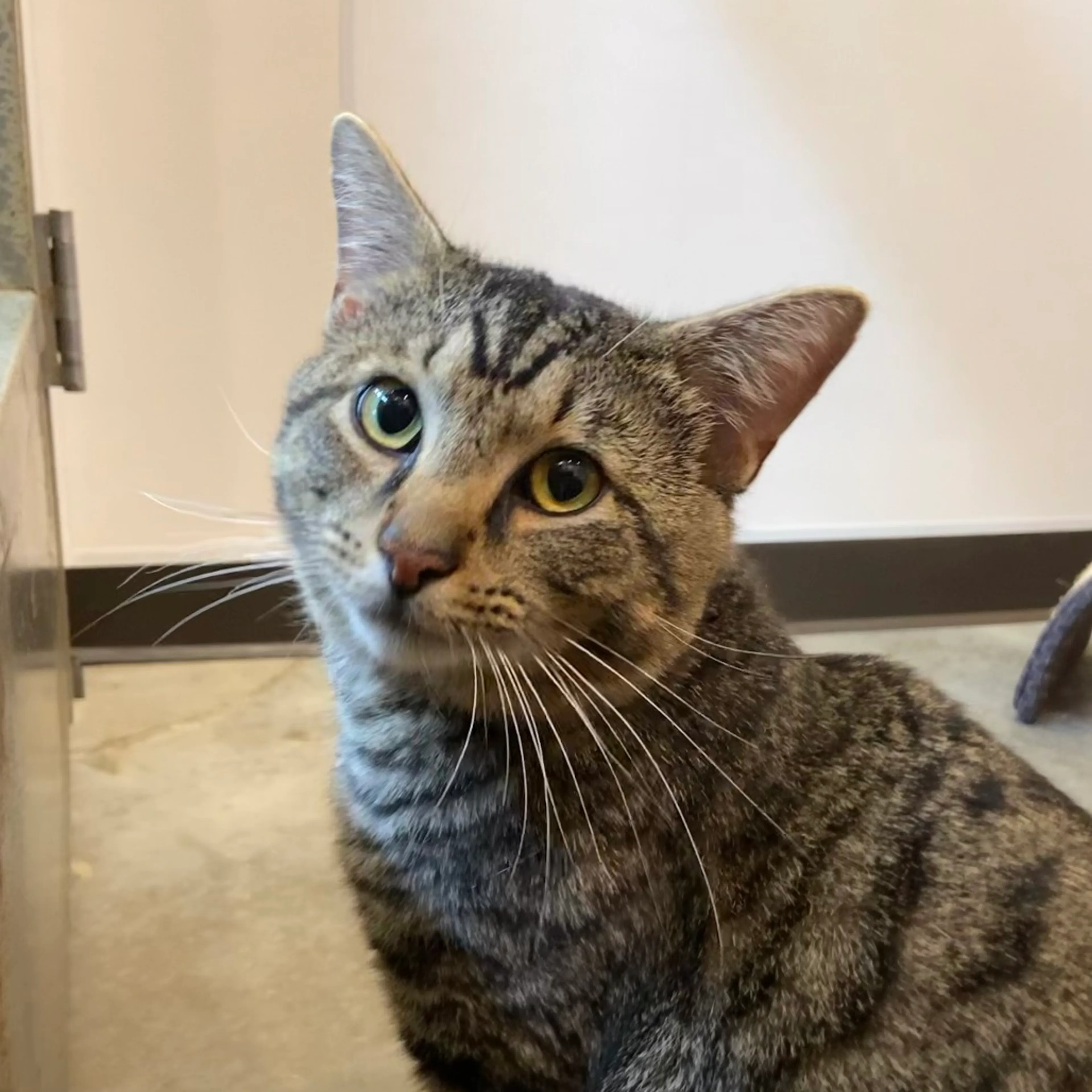Found pet-4