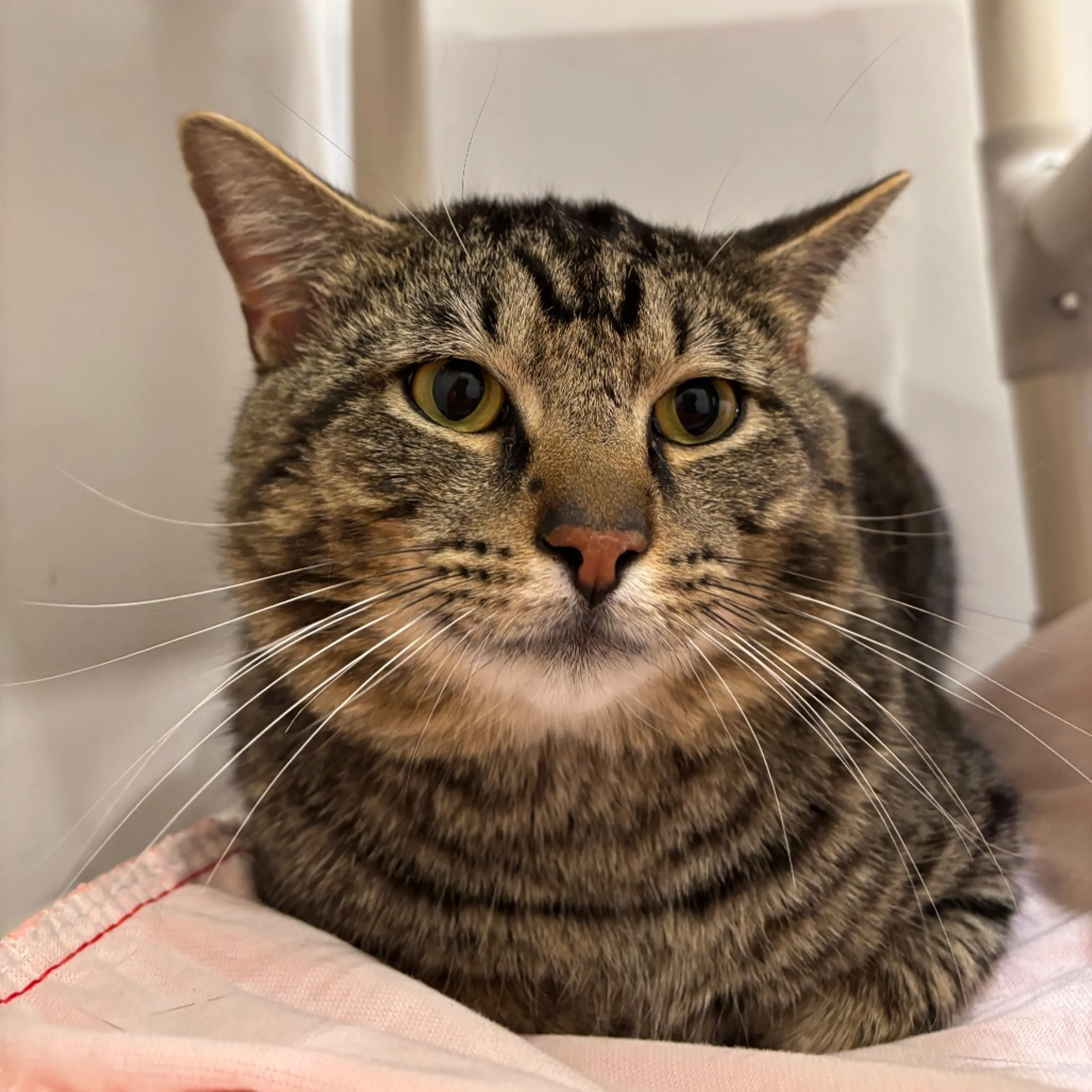 Found pet-2