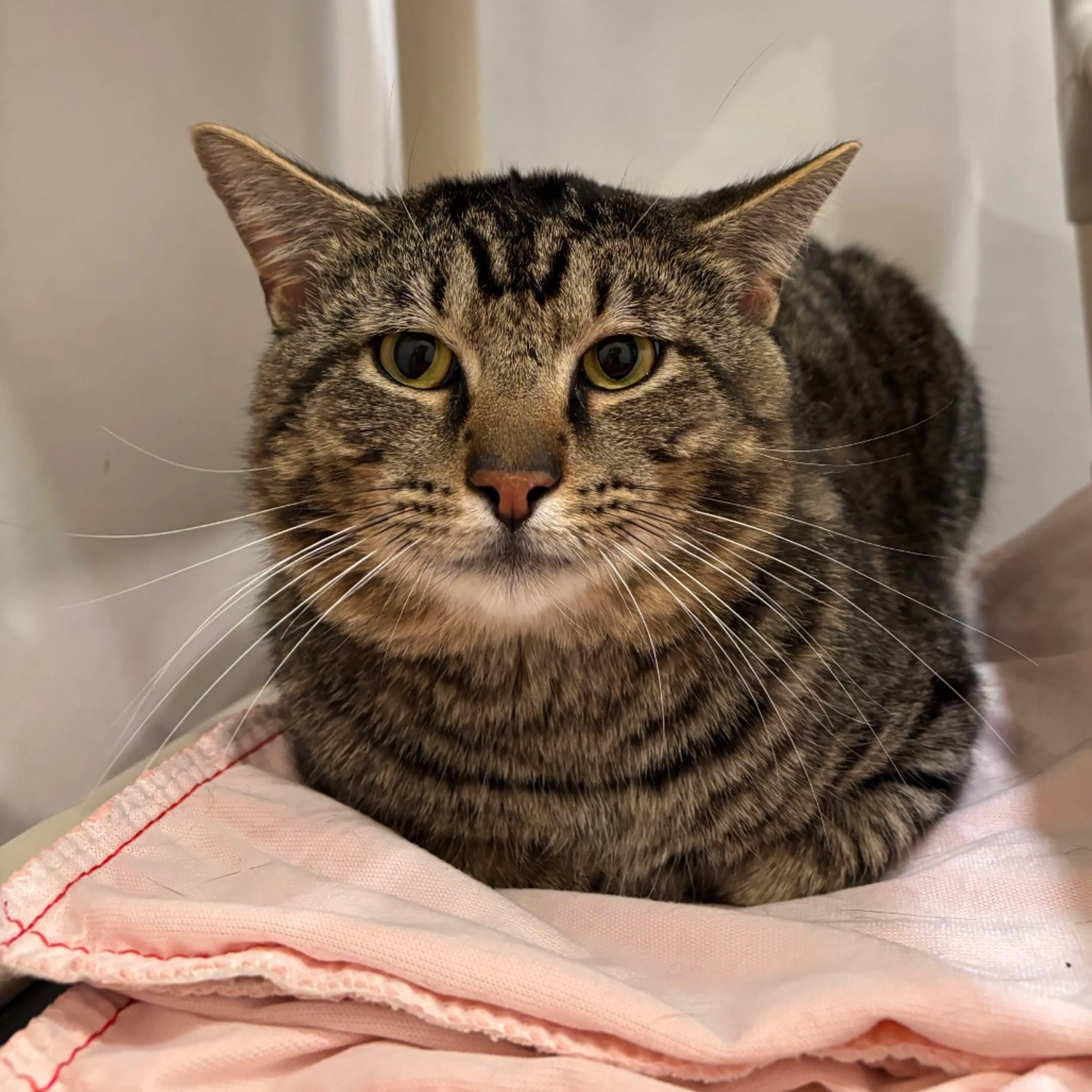 Found pet-1