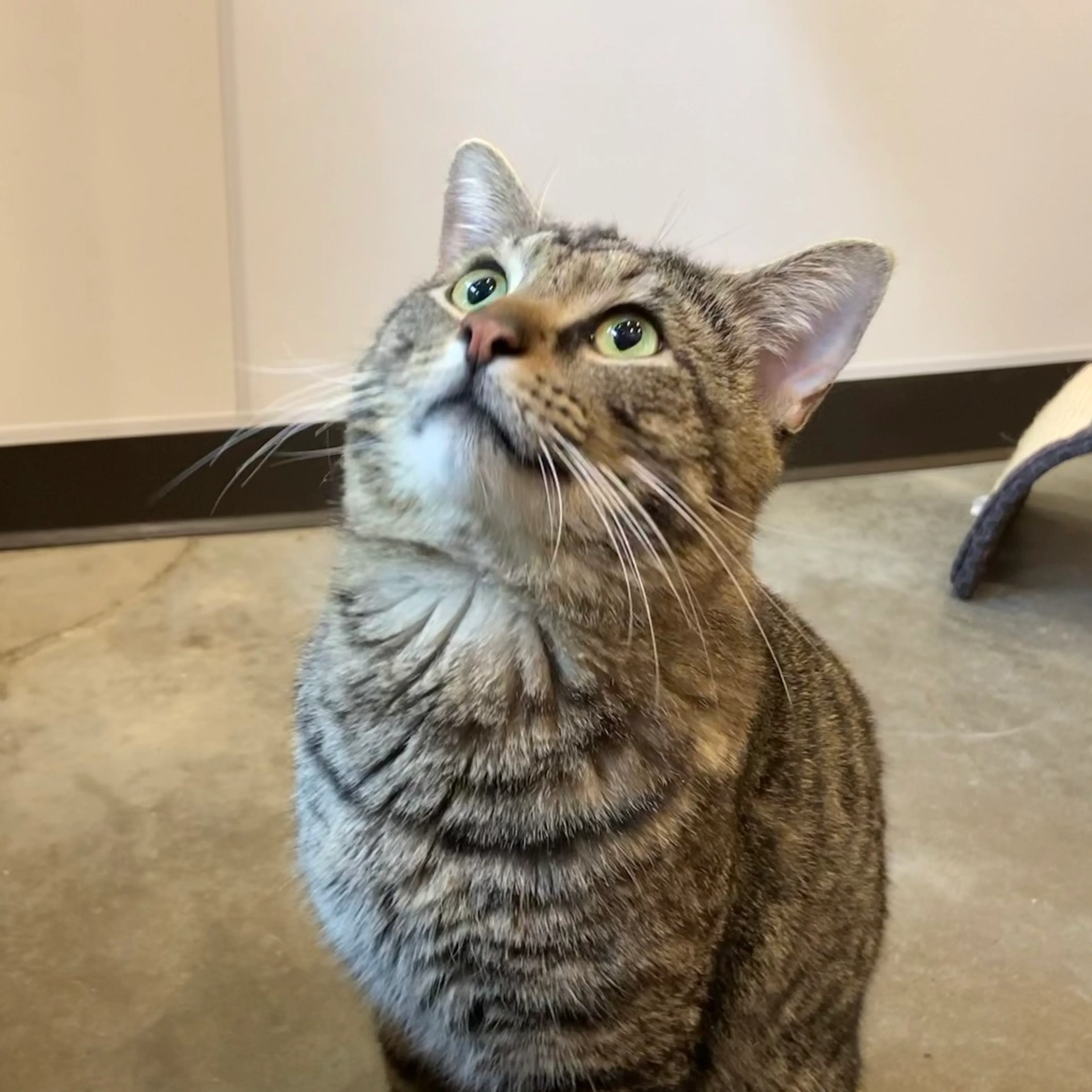 Found pet-3