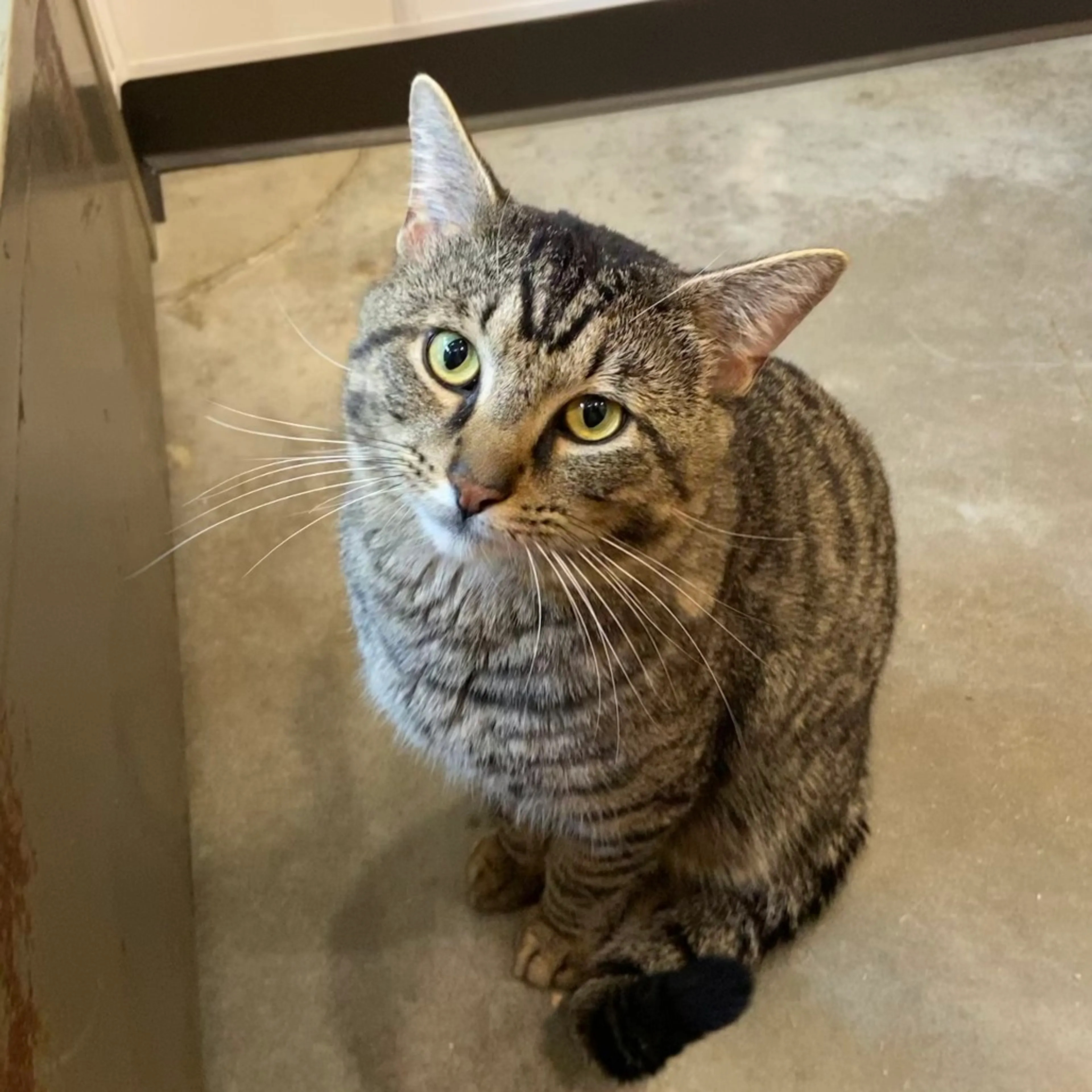 Found pet-0