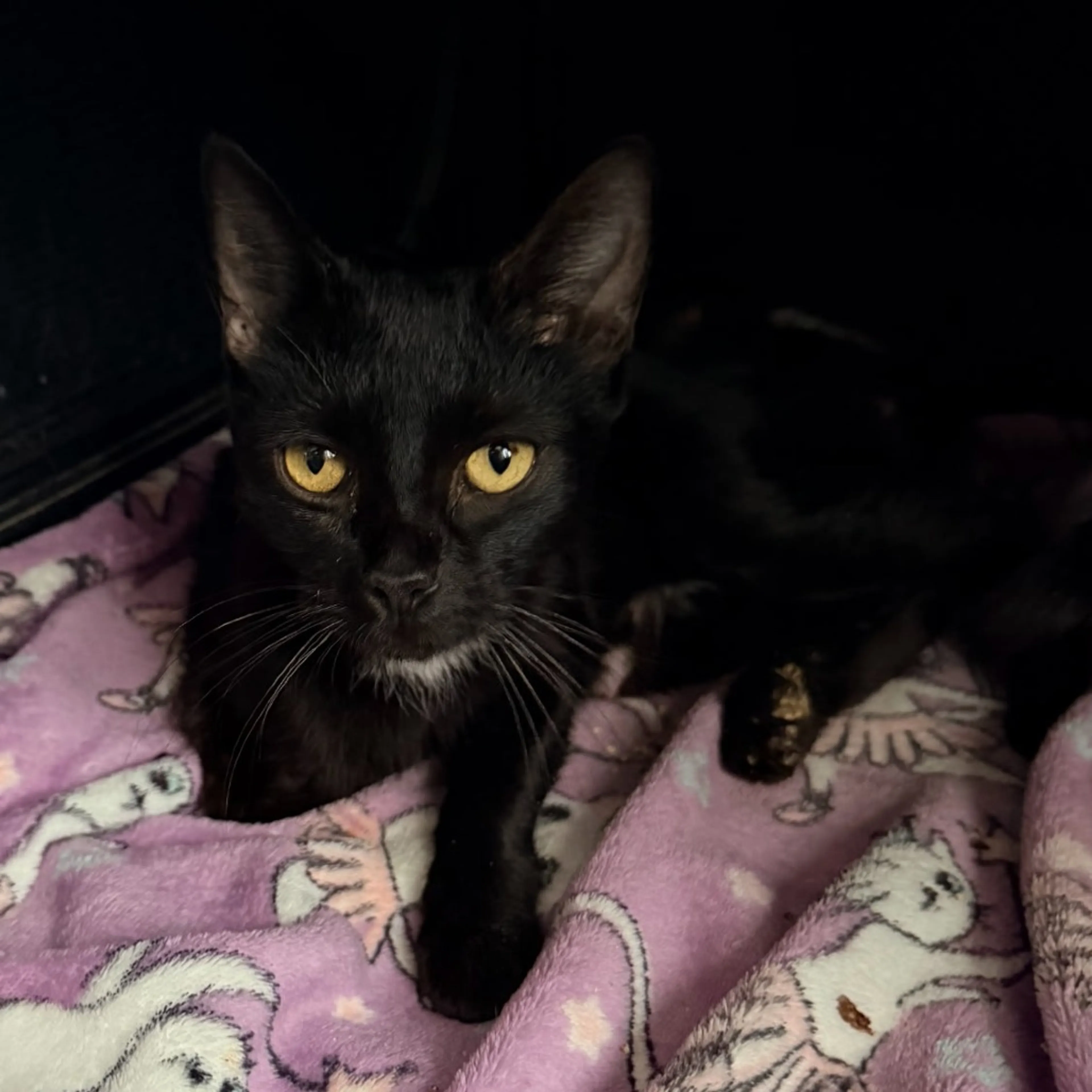 Found pet-4